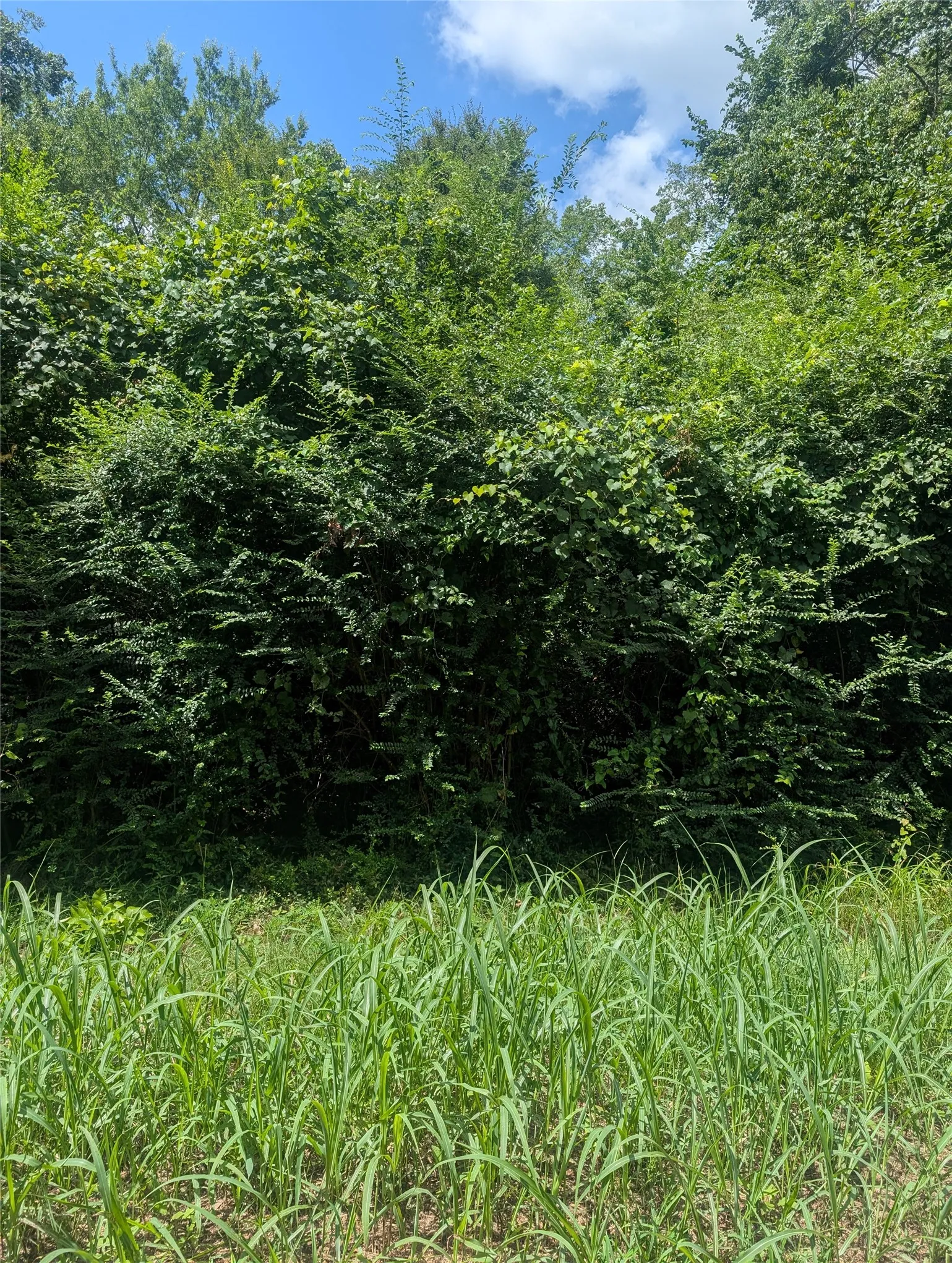 Unimproved Land For Sale in Wood County , 0 County Road 3419, Hawkins, Texas 75765, 0, 0, Garage spaces, 0 Sqft, built in 0, mls#21380795, Real Estate Agent in Hawkins, Homes For Sale in Wood county, Homes For Sale in Hawkins, Realtor in Hawkins Texas, Real Estate Brokerage Independent Realty Texas, Luminita Cordes Realtor