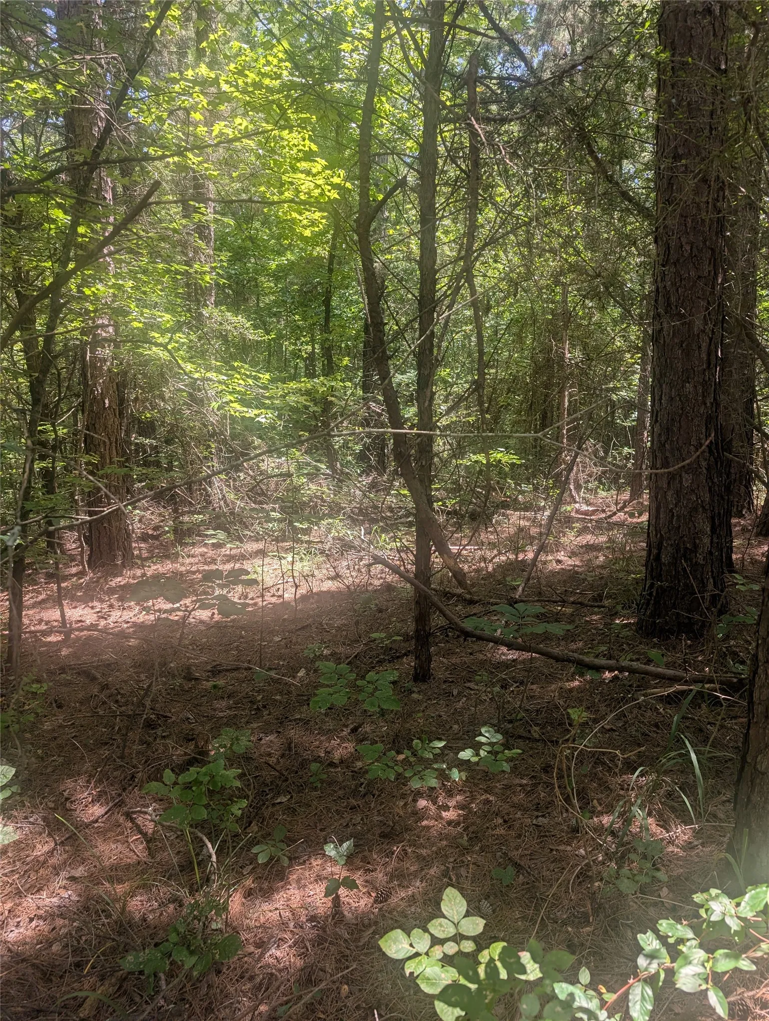 Unimproved Land For Sale in Wood County , 212 Yates Street, Hawkins, Texas 75765, 0, 0, Garage spaces, 0 Sqft, built in 0, mls#21380803, Real Estate Agent in Hawkins, Homes For Sale in Wood county, Homes For Sale in Hawkins, Realtor in Hawkins Texas, Real Estate Brokerage Independent Realty Texas, Luminita Cordes Realtor