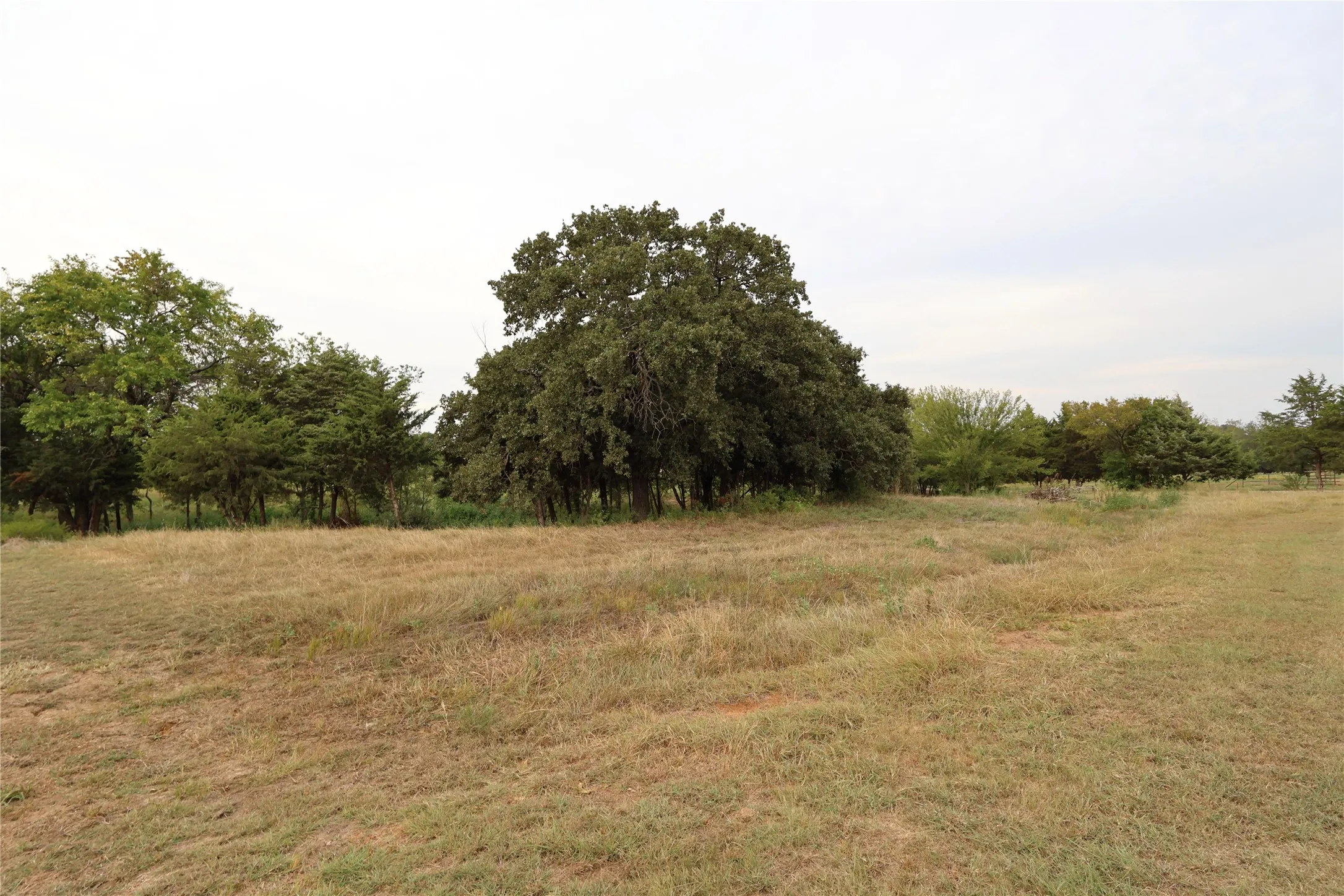 Expansive open field with scattered mature trees and natural vegetation