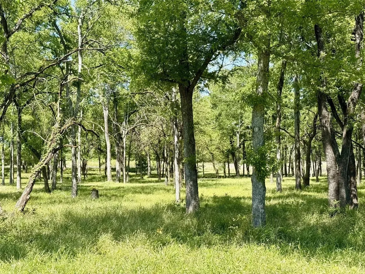 Unimproved Land For Sale in Kaufman County , 1099 Hidden Oaks Drive, Wills Point, Texas 75169, 0, 0, Garage spaces, 0 Sqft, built in 0, mls#21380125, Real Estate Agent in Wills Point, Homes For Sale in Kaufman county, Homes For Sale in Wills Point, Realtor in Wills Point Texas, Real Estate Brokerage Independent Realty Texas, Luminita Cordes Realtor