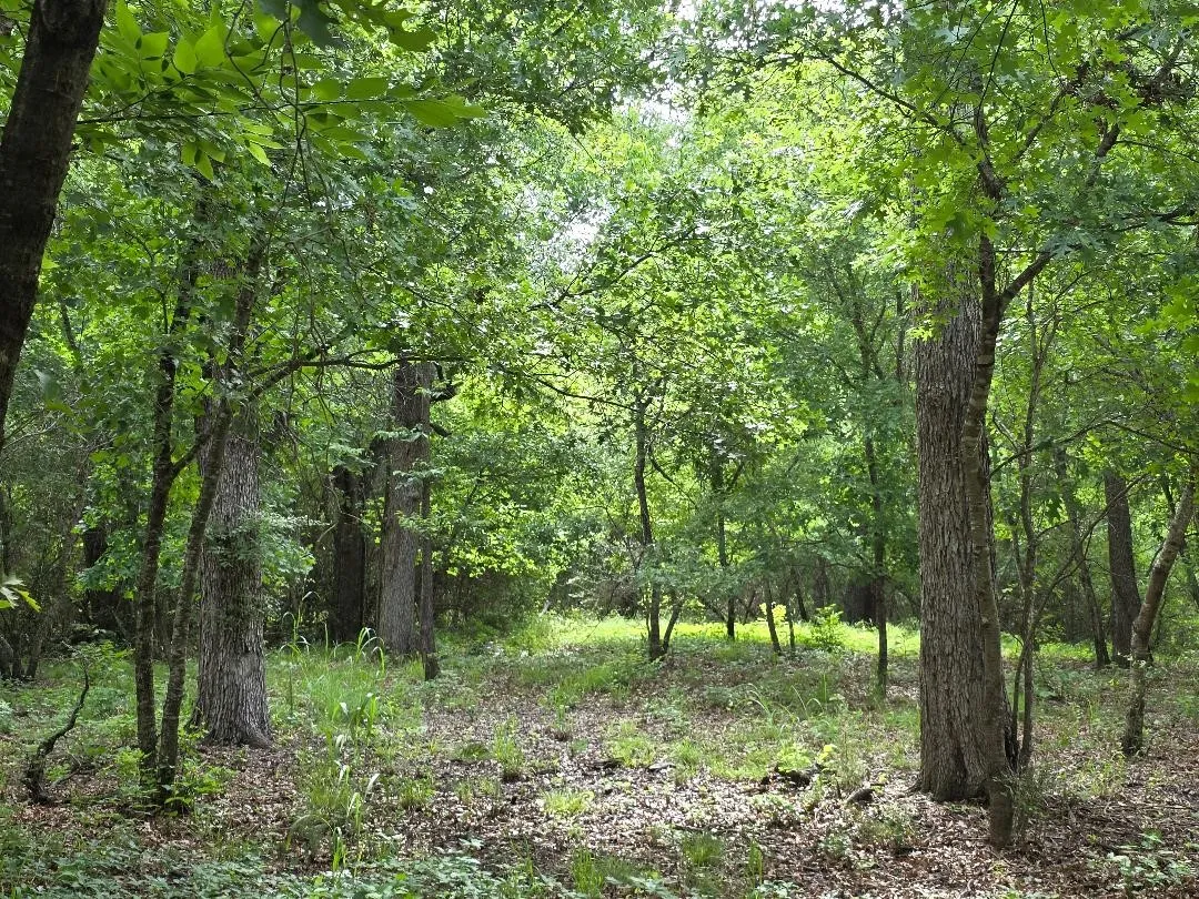 Unimproved Land For Sale in Johnson County , 8415 Hollandbush Court, Cleburne, Texas 76033, 0, 0, Garage spaces, 0 Sqft, built in 0, mls#21381111, Real Estate Agent in Cleburne, Homes For Sale in Johnson county, Homes For Sale in Cleburne, Realtor in Cleburne Texas, Real Estate Brokerage Independent Realty Texas, Luminita Cordes Realtor