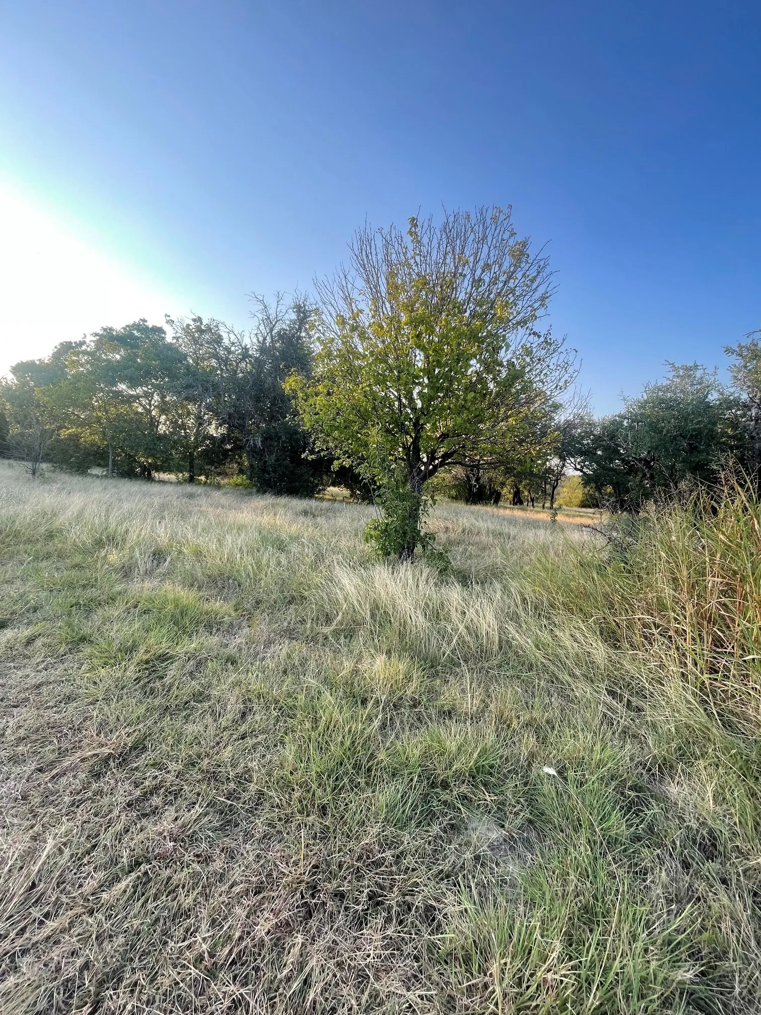 Farm For Sale in Comanche County , 4750 Highway 1702, Gustine, Texas 76455, 3 Bedroom, 2 Bathroom, 2 Garage spaces, 1,683 Sqft, built in 1970, mls#21379255, Real Estate Agent in Gustine, Homes For Sale in Comanche county, Homes For Sale in Gustine, Realtor in Gustine Texas, Real Estate Brokerage Independent Realty Texas, Luminita Cordes Realtor