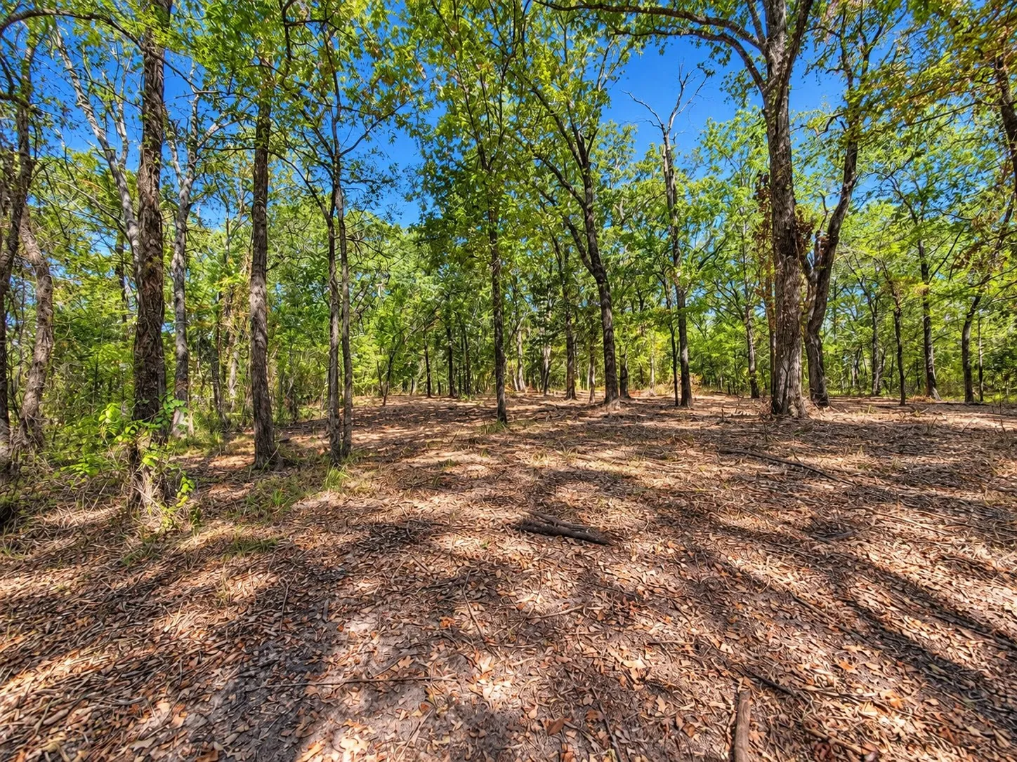 Expansive wooded property featuring mature trees and natural ground cover