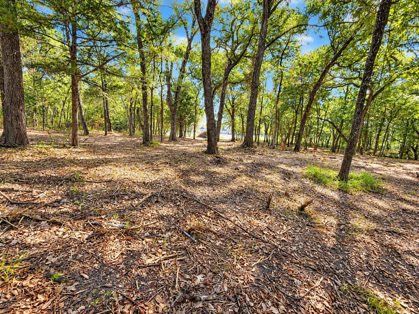 Wooded lot featuring mature trees and natural ground cover