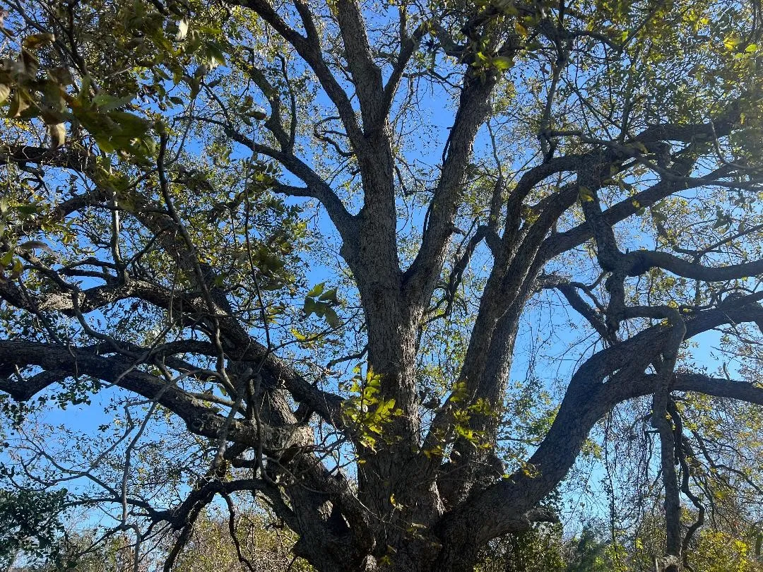 Ranch For Sale in Limestone County , 0000 LCR 454, Groesbeck, Texas 76642, 0, 0, Garage spaces, 0 Sqft, built in 0, mls#21381584, Real Estate Agent in Groesbeck, Homes For Sale in Limestone county, Homes For Sale in Groesbeck, Realtor in Groesbeck Texas, Real Estate Brokerage Independent Realty Texas, Luminita Cordes Realtor
