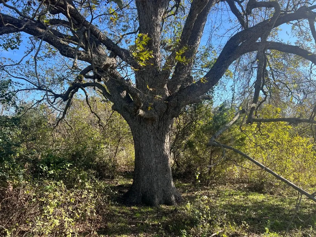 Ranch For Sale in Limestone County , 0000 LCR 454, Groesbeck, Texas 76642, 0, 0, Garage spaces, 0 Sqft, built in 0, mls#21381584, Real Estate Agent in Groesbeck, Homes For Sale in Limestone county, Homes For Sale in Groesbeck, Realtor in Groesbeck Texas, Real Estate Brokerage Independent Realty Texas, Luminita Cordes Realtor