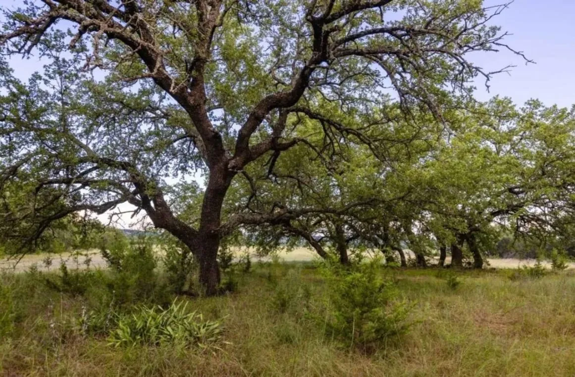 Improved Land For Sale in Lampasas County , 518 County Road 1403, Lometa, Texas 76853, 0, 0, Garage spaces, 0 Sqft, built in 0, mls#21380845, Real Estate Agent in Lometa, Homes For Sale in Lampasas county, Homes For Sale in Lometa, Realtor in Lometa Texas, Real Estate Brokerage Independent Realty Texas, Luminita Cordes Realtor