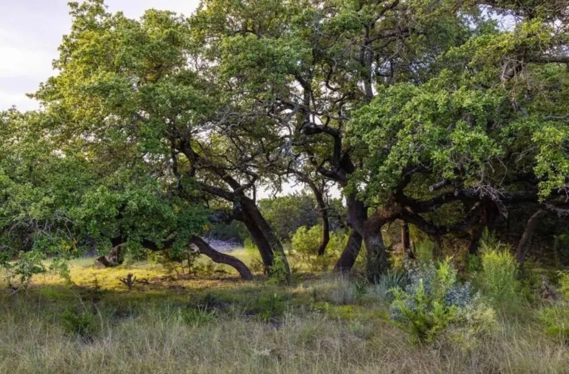 Improved Land For Sale in Lampasas County , 518 County Road 1403, Lometa, Texas 76853, 0, 0, Garage spaces, 0 Sqft, built in 0, mls#21380845, Real Estate Agent in Lometa, Homes For Sale in Lampasas county, Homes For Sale in Lometa, Realtor in Lometa Texas, Real Estate Brokerage Independent Realty Texas, Luminita Cordes Realtor