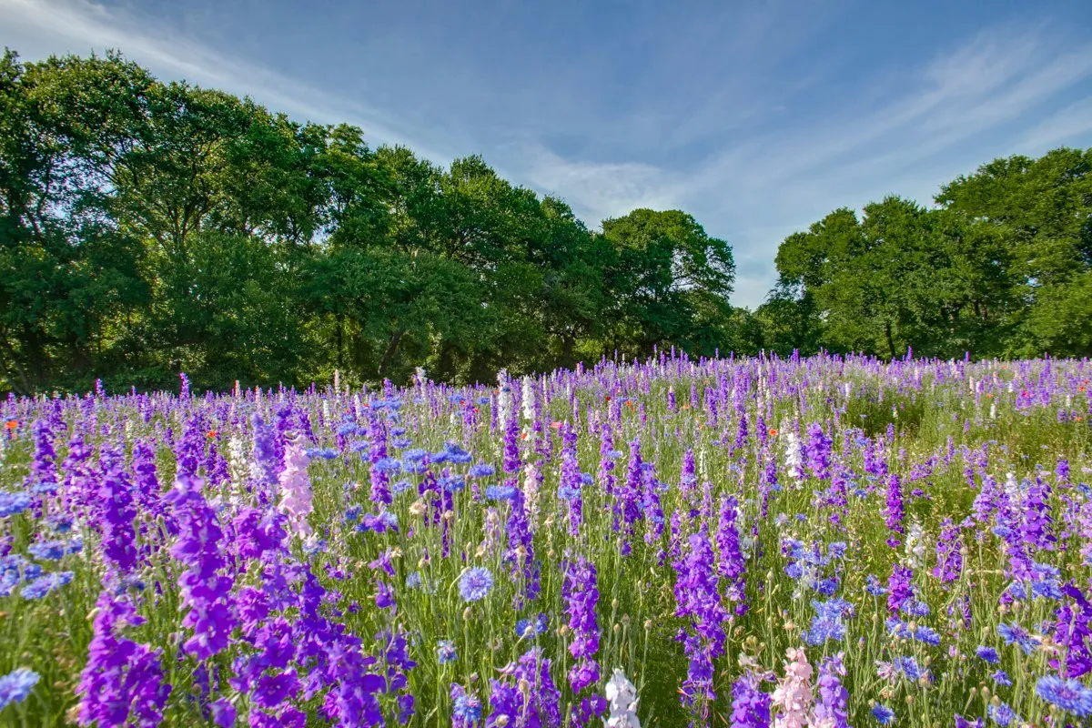 Expanse of natural landscaping with vibrant purple and blue wildflowers and a backdrop of mature deciduous trees