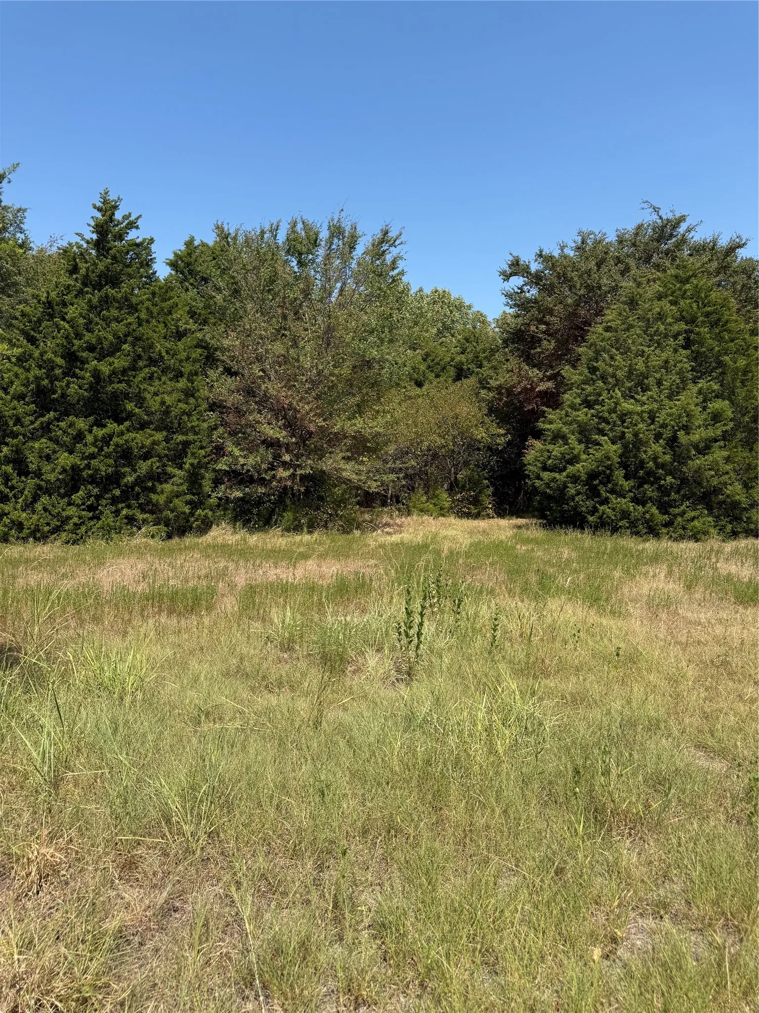 Expansive open land with natural ground cover, bordered by a dense tree line