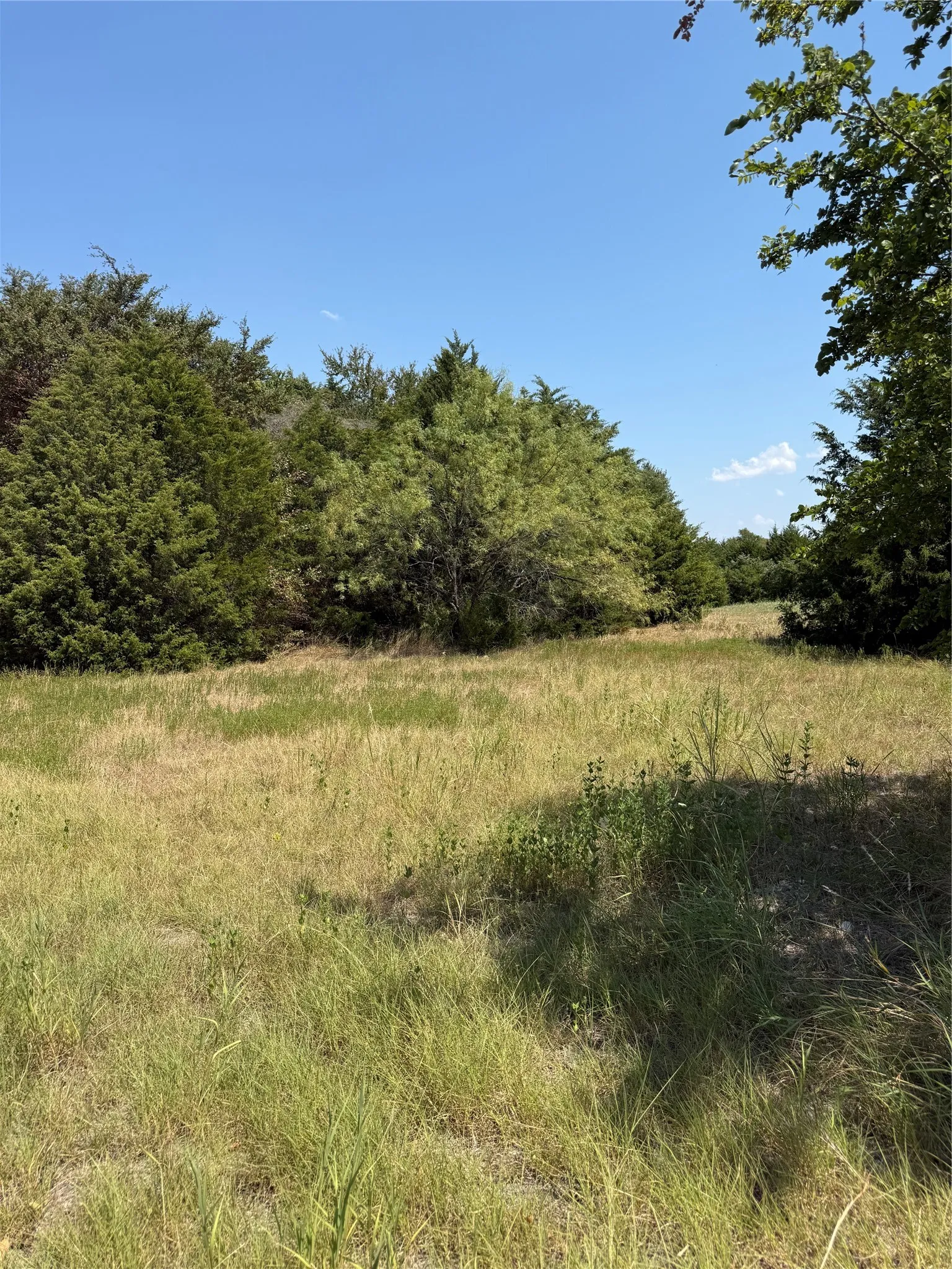 Expansive natural landscape with mature trees and varied foliage, featuring an open grassy area