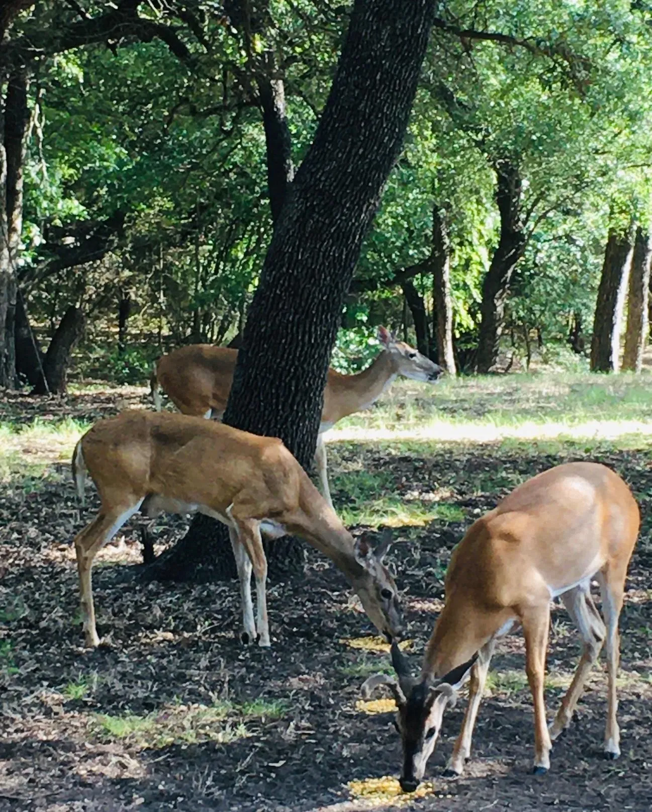 White Bluff deer.