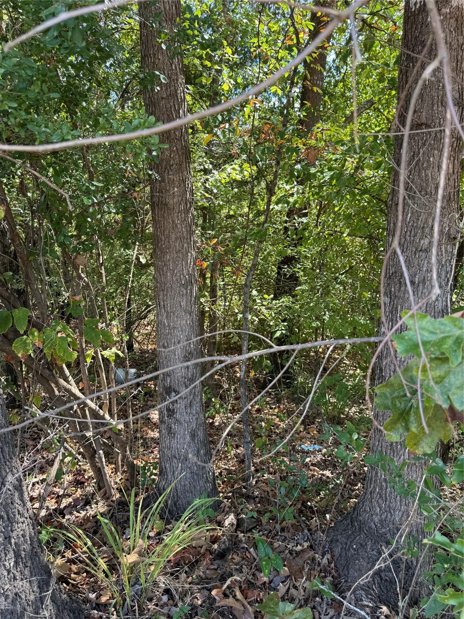Wooded