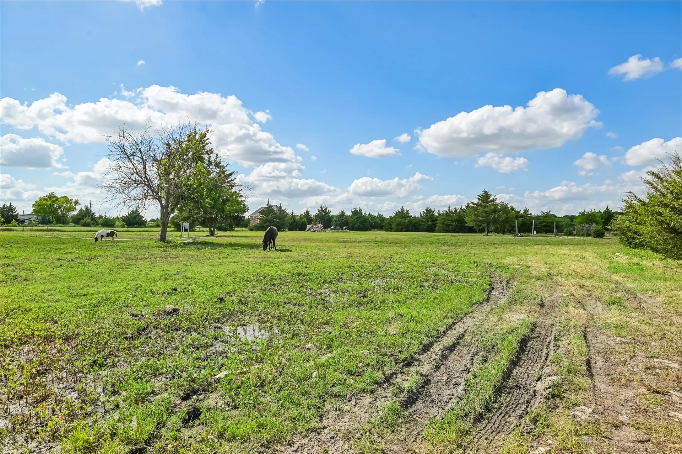 Improved Land For Sale in Collin County , 18875 County Road 656, Farmersville, Texas 75442, 0, 0, Garage spaces, 0 Sqft, built in 0, mls#21382226, Real Estate Agent in Farmersville, Homes For Sale in Collin county, Homes For Sale in Farmersville, Realtor in Farmersville Texas, Real Estate Brokerage Independent Realty Texas, Luminita Cordes Realtor