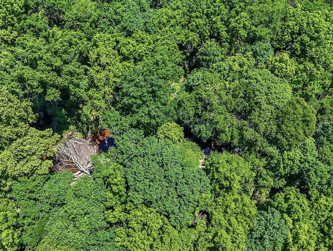 Unimproved Land For Sale in Navarro County , 301 County Road 0120, Kerens, Texas 75144, 0, 0, Garage spaces, 0 Sqft, built in 0, mls#21374131, Real Estate Agent in Kerens, Homes For Sale in Navarro county, Homes For Sale in Kerens, Realtor in Kerens Texas, Real Estate Brokerage Independent Realty Texas, Luminita Cordes Realtor