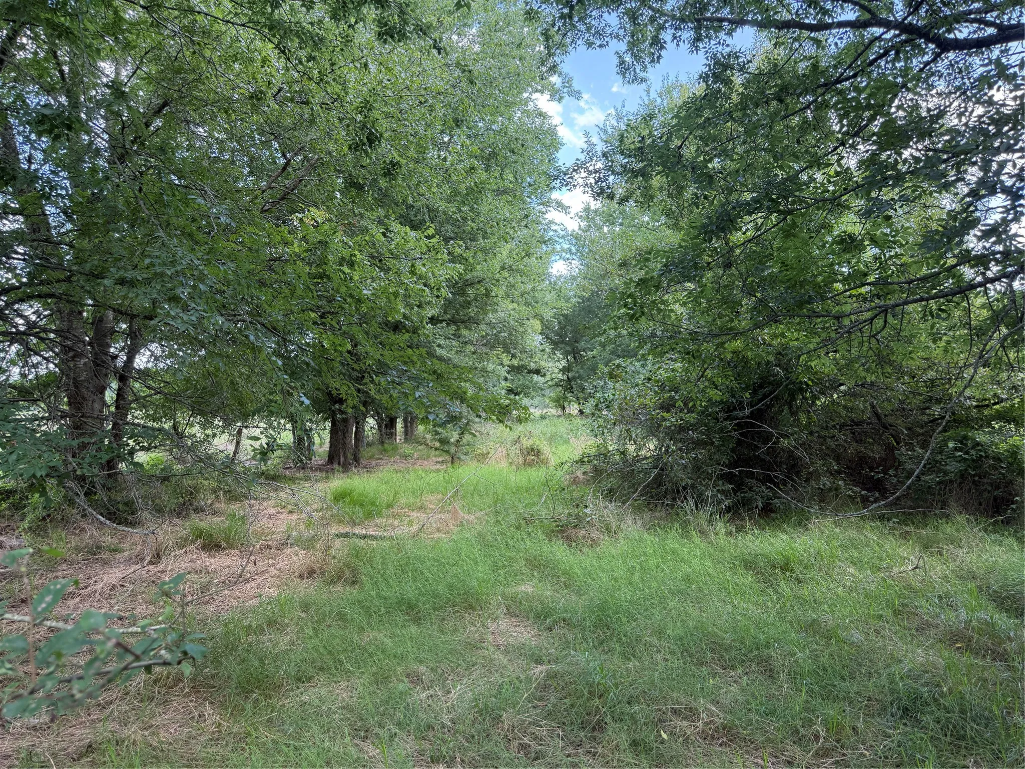 Mature trees providing natural screening and a grassy clearing
