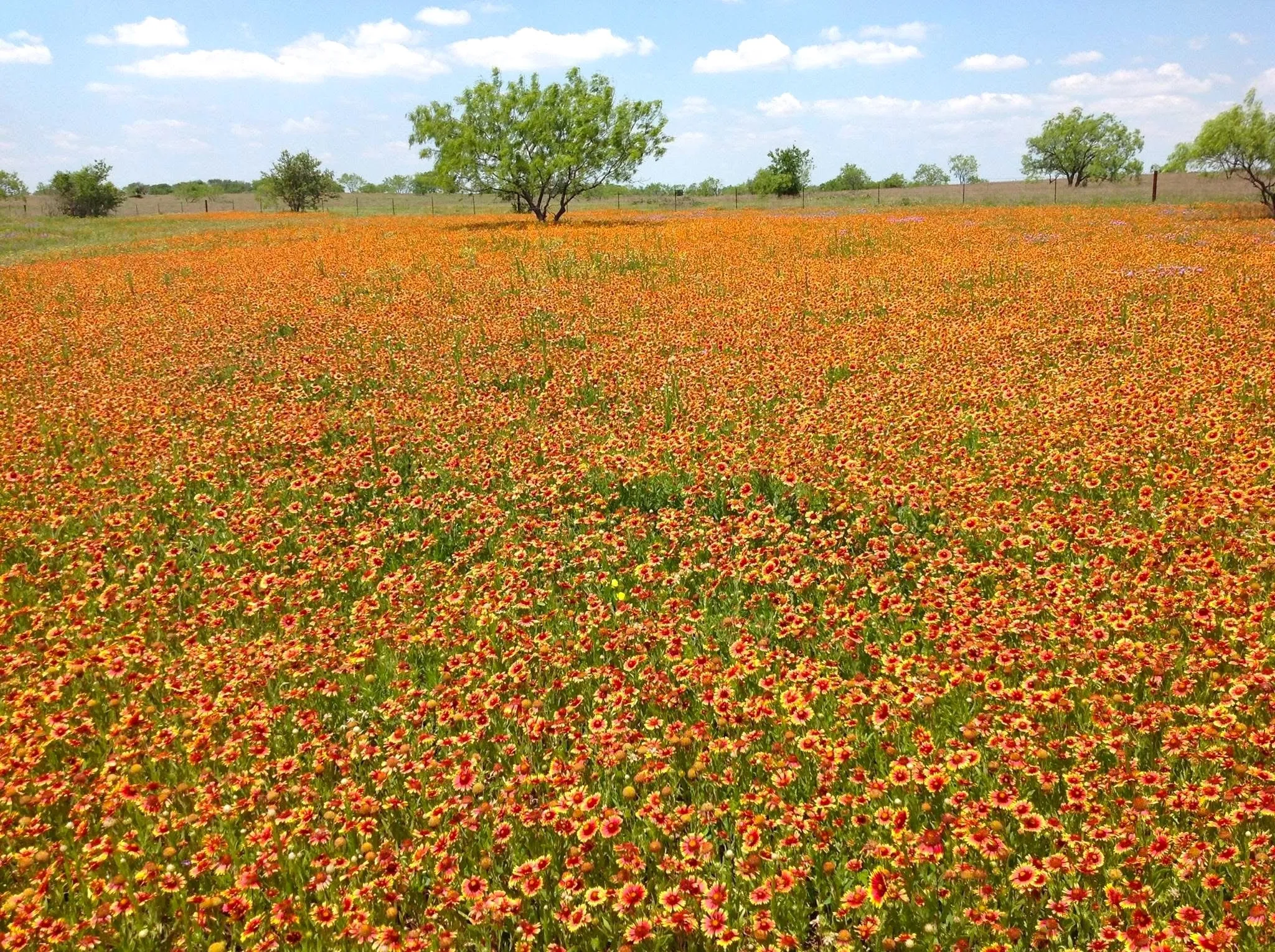 Improved Land For Sale in Mc Lennan County , 000 35 ac. Rattler Hill Road, Mc Gregor, Texas 76657, 0, 0, Garage spaces, 0 Sqft, built in 0, mls#21367999, Real Estate Agent in Mc Gregor, Homes For Sale in Mc Lennan county, Homes For Sale in Mc Gregor, Realtor in Mc Gregor Texas, Real Estate Brokerage Independent Realty Texas, Luminita Cordes Realtor