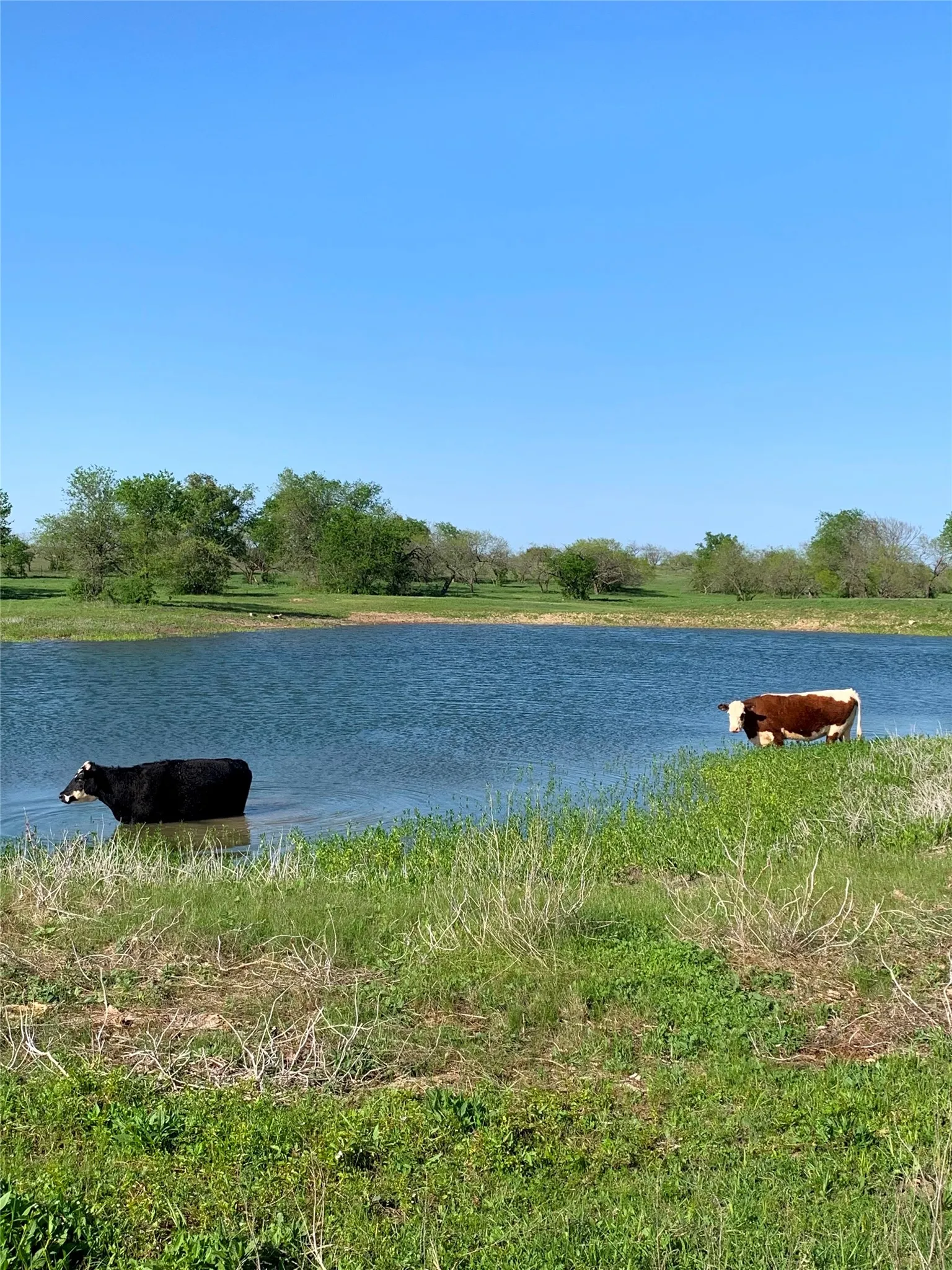 Improved Land For Sale in Mc Lennan County , 000 35 ac. Rattler Hill Road, Mc Gregor, Texas 76657, 0, 0, Garage spaces, 0 Sqft, built in 0, mls#21367999, Real Estate Agent in Mc Gregor, Homes For Sale in Mc Lennan county, Homes For Sale in Mc Gregor, Realtor in Mc Gregor Texas, Real Estate Brokerage Independent Realty Texas, Luminita Cordes Realtor
