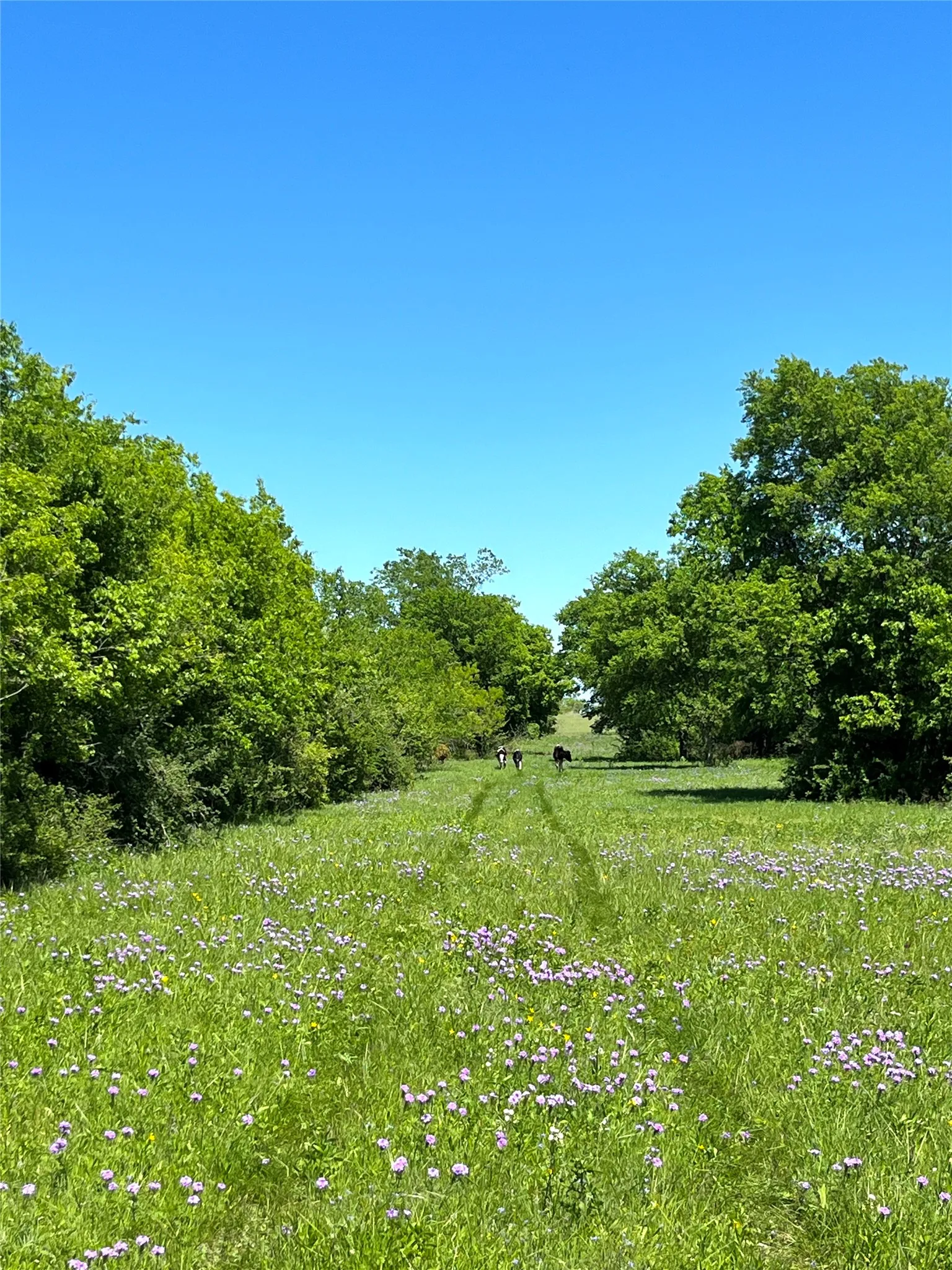 Improved Land For Sale in Mc Lennan County , 000 35 ac. Rattler Hill Road, Mc Gregor, Texas 76657, 0, 0, Garage spaces, 0 Sqft, built in 0, mls#21367999, Real Estate Agent in Mc Gregor, Homes For Sale in Mc Lennan county, Homes For Sale in Mc Gregor, Realtor in Mc Gregor Texas, Real Estate Brokerage Independent Realty Texas, Luminita Cordes Realtor