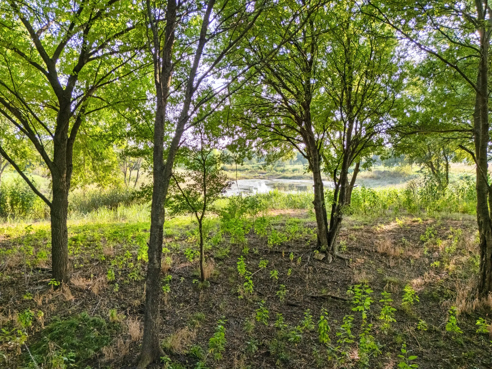 Unimproved Land For Sale in Bosque County , 24+/- ac. TBD Hwy 6, Valley Mills, Texas 76689, 0, 0, Garage spaces, 0 Sqft, built in 0, mls#21382565, Real Estate Agent in Valley Mills, Homes For Sale in Bosque county, Homes For Sale in Valley Mills, Realtor in Valley Mills Texas, Real Estate Brokerage Independent Realty Texas, Luminita Cordes Realtor