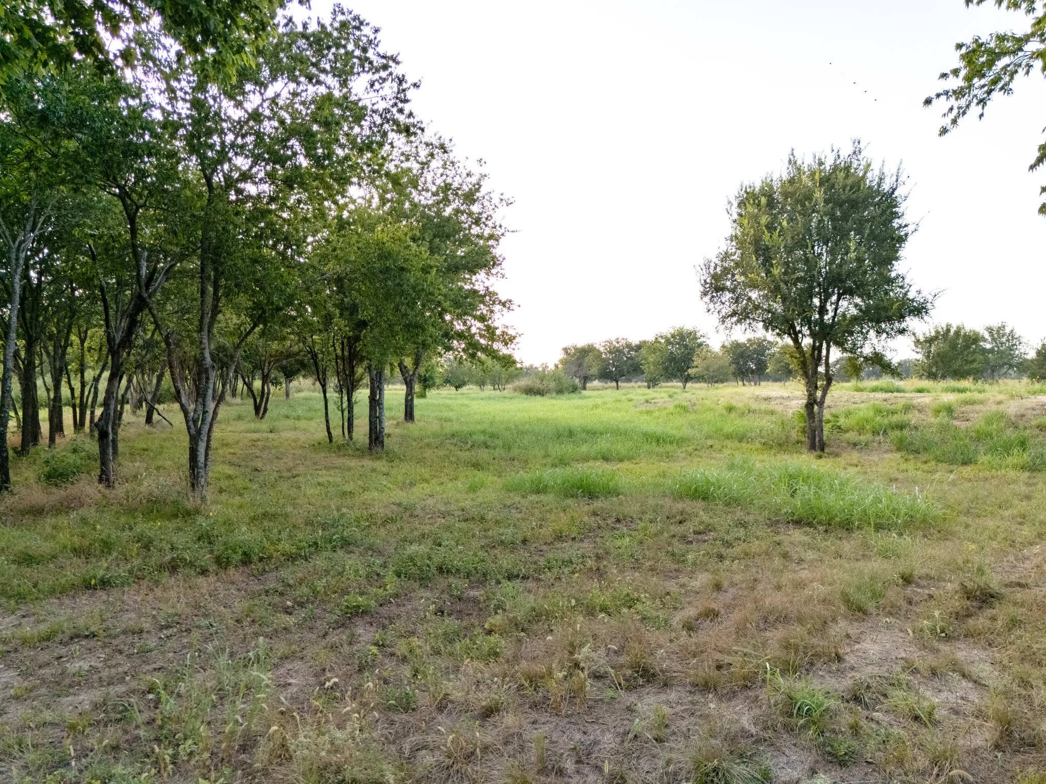 Unimproved Land For Sale in Bosque County , 24+/- ac. TBD Hwy 6, Valley Mills, Texas 76689, 0, 0, Garage spaces, 0 Sqft, built in 0, mls#21382565, Real Estate Agent in Valley Mills, Homes For Sale in Bosque county, Homes For Sale in Valley Mills, Realtor in Valley Mills Texas, Real Estate Brokerage Independent Realty Texas, Luminita Cordes Realtor