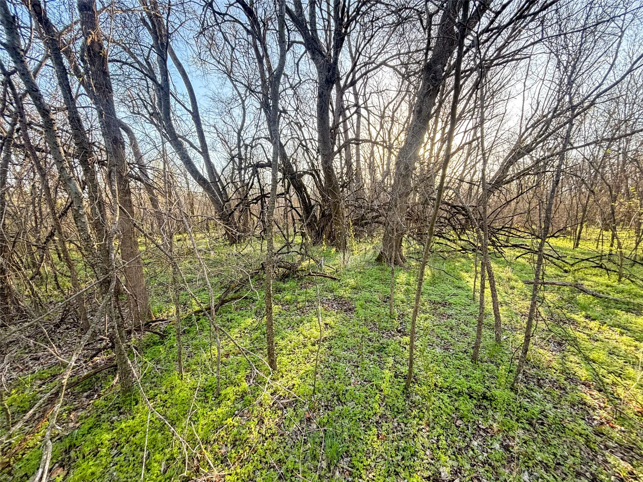 Unimproved Land For Sale in Fannin County , TBD County Road 3550, Honey Grove, Texas 75446, 0, 0, Garage spaces, 0 Sqft, built in 0, mls#21382685, Real Estate Agent in Honey Grove, Homes For Sale in Fannin county, Homes For Sale in Honey Grove, Realtor in Honey Grove Texas, Real Estate Brokerage Independent Realty Texas, Luminita Cordes Realtor