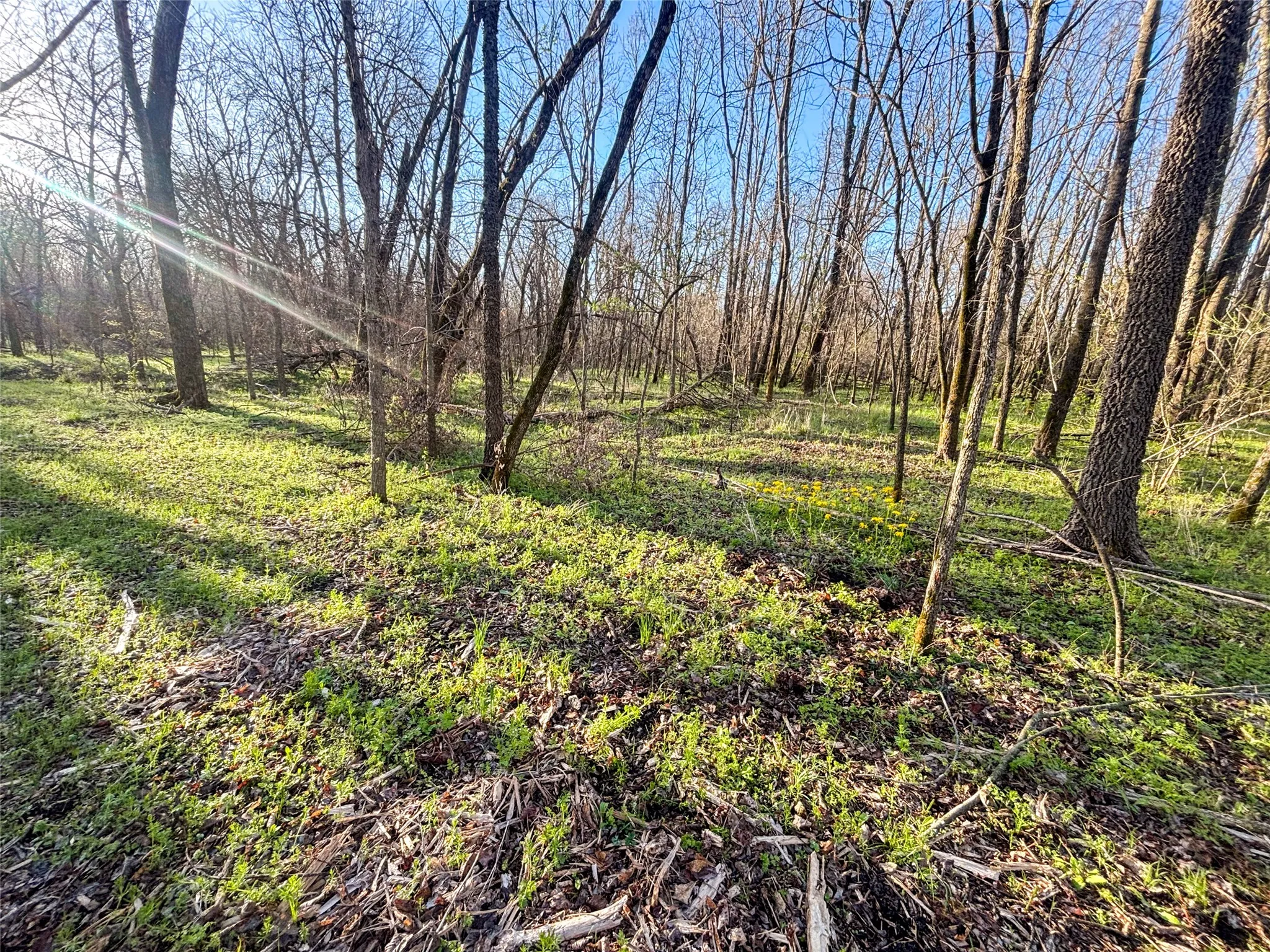 Unimproved Land For Sale in Fannin County , TBD County Road 3550, Honey Grove, Texas 75446, 0, 0, Garage spaces, 0 Sqft, built in 0, mls#21382685, Real Estate Agent in Honey Grove, Homes For Sale in Fannin county, Homes For Sale in Honey Grove, Realtor in Honey Grove Texas, Real Estate Brokerage Independent Realty Texas, Luminita Cordes Realtor