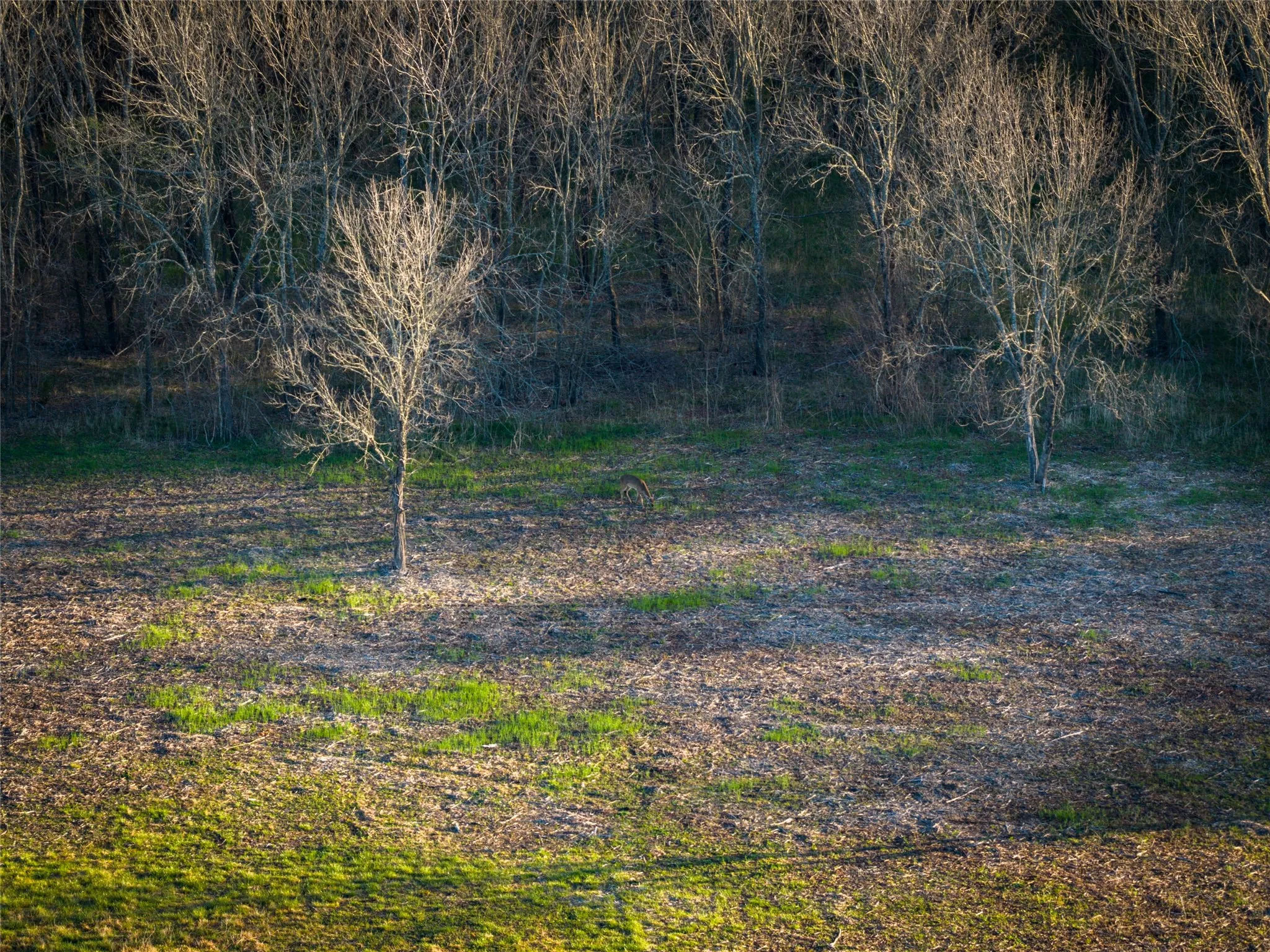 Unimproved Land For Sale in Fannin County , TBD County Road 3550, Honey Grove, Texas 75446, 0, 0, Garage spaces, 0 Sqft, built in 0, mls#21382685, Real Estate Agent in Honey Grove, Homes For Sale in Fannin county, Homes For Sale in Honey Grove, Realtor in Honey Grove Texas, Real Estate Brokerage Independent Realty Texas, Luminita Cordes Realtor