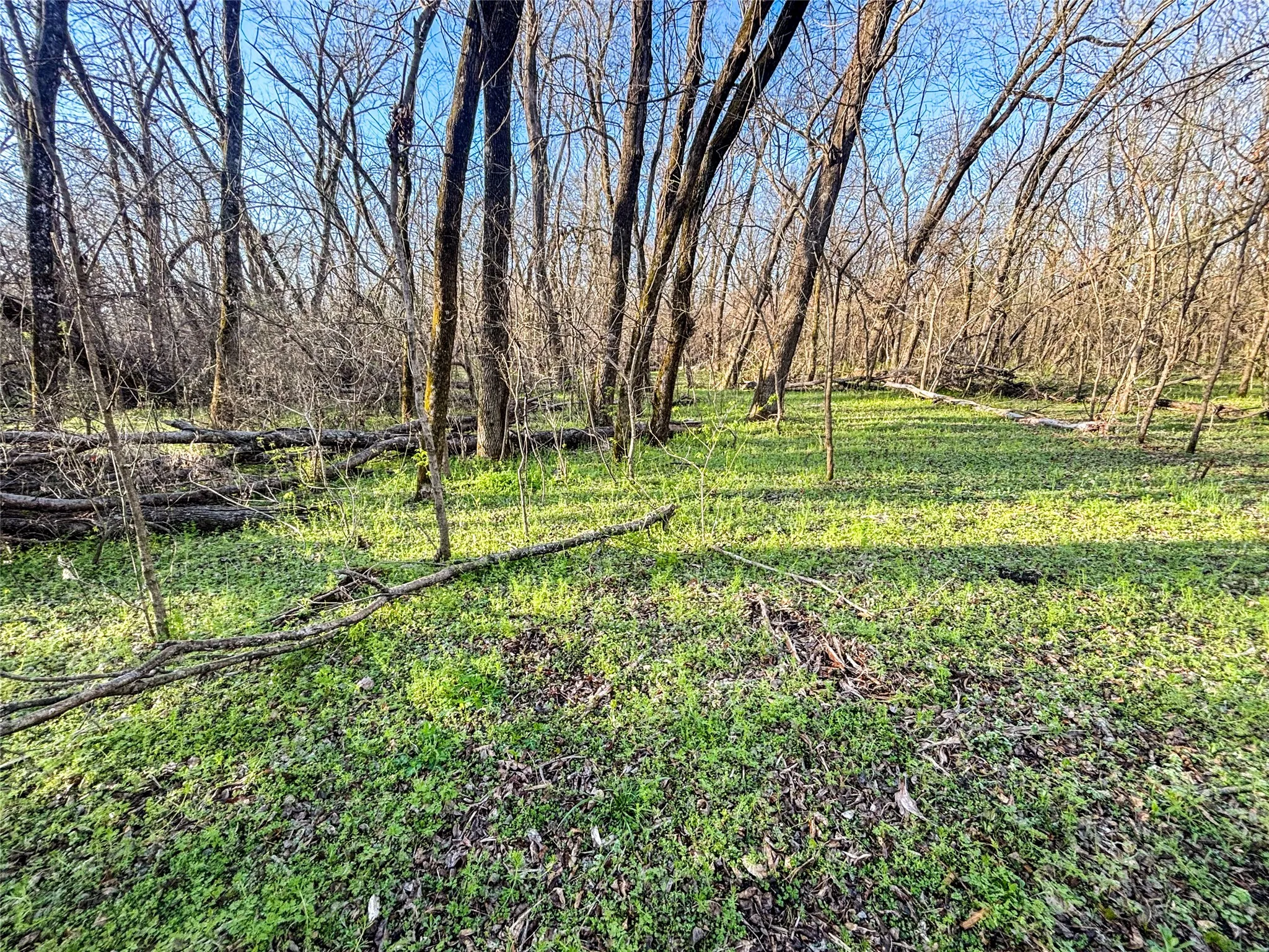 Unimproved Land For Sale in Fannin County , TBD County Road 3550, Honey Grove, Texas 75446, 0, 0, Garage spaces, 0 Sqft, built in 0, mls#21382685, Real Estate Agent in Honey Grove, Homes For Sale in Fannin county, Homes For Sale in Honey Grove, Realtor in Honey Grove Texas, Real Estate Brokerage Independent Realty Texas, Luminita Cordes Realtor