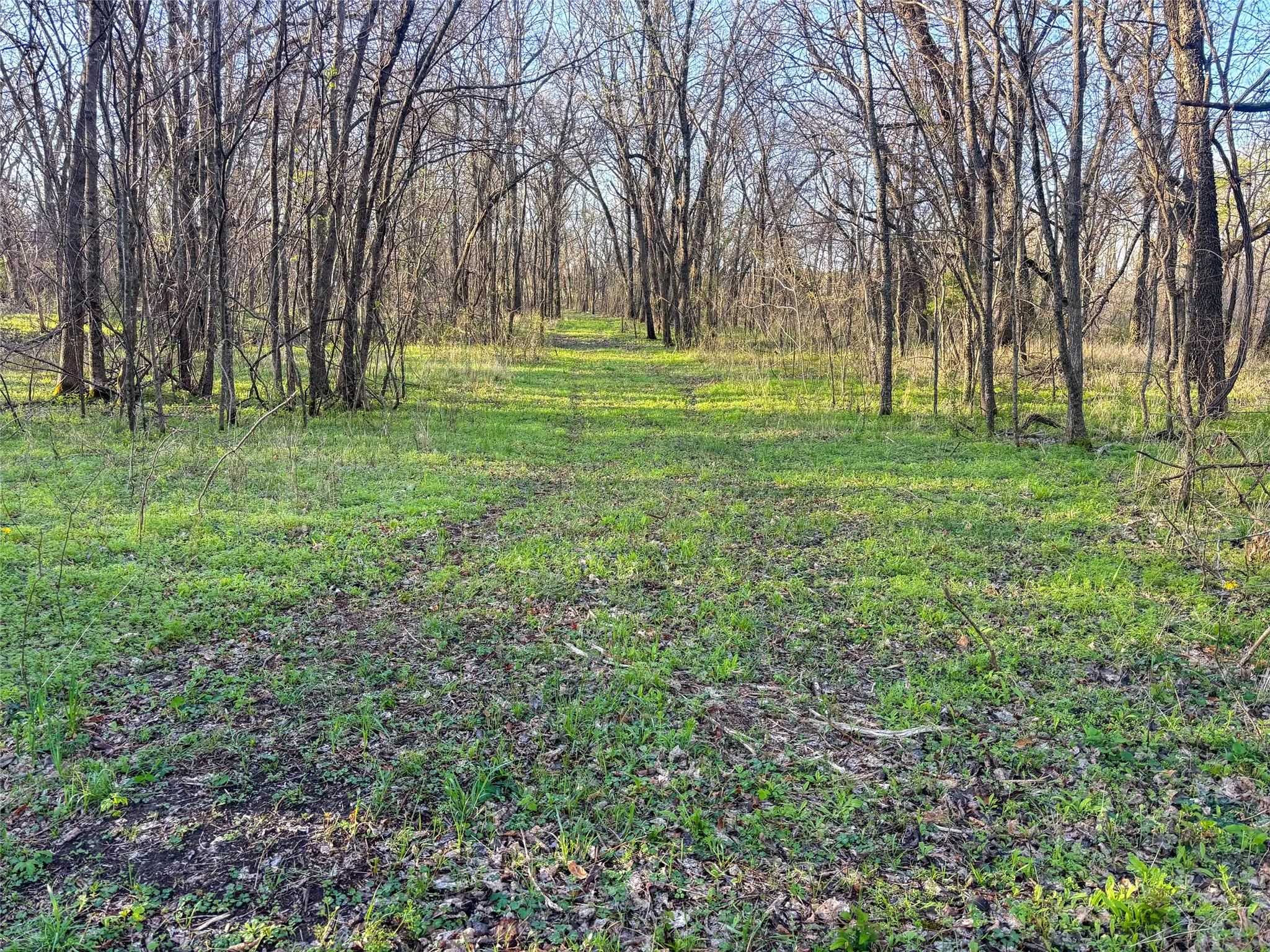 Unimproved Land For Sale in Fannin County , TBD County Road 3550, Honey Grove, Texas 75446, 0, 0, Garage spaces, 0 Sqft, built in 0, mls#21382685, Real Estate Agent in Honey Grove, Homes For Sale in Fannin county, Homes For Sale in Honey Grove, Realtor in Honey Grove Texas, Real Estate Brokerage Independent Realty Texas, Luminita Cordes Realtor