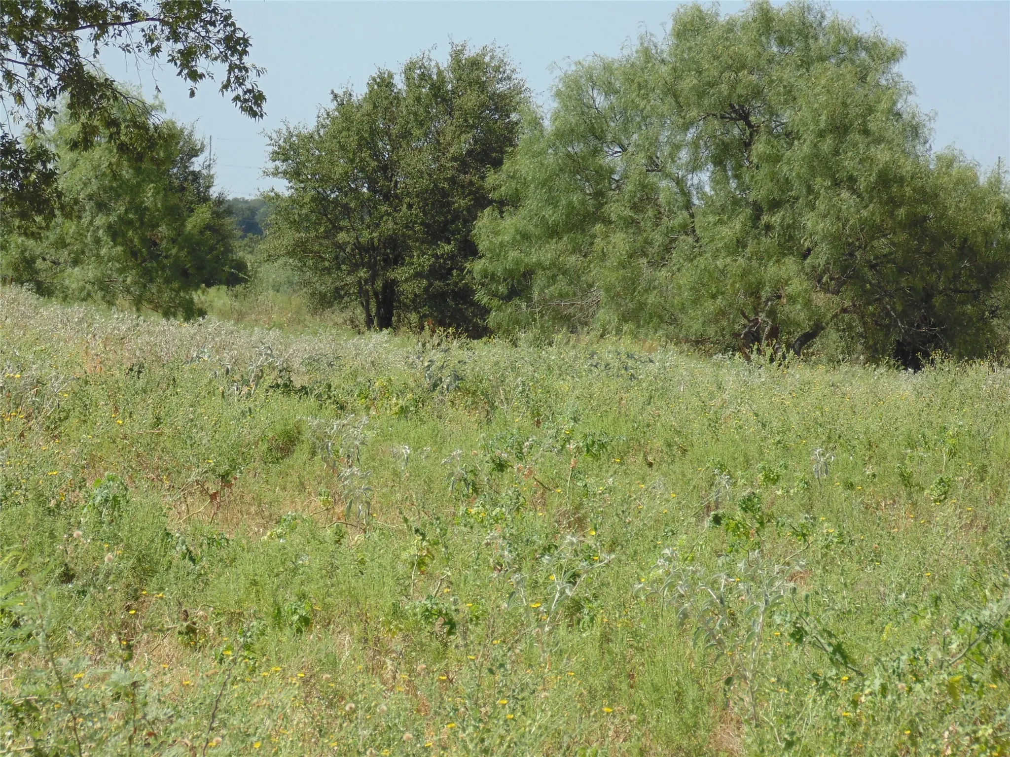 Open Field