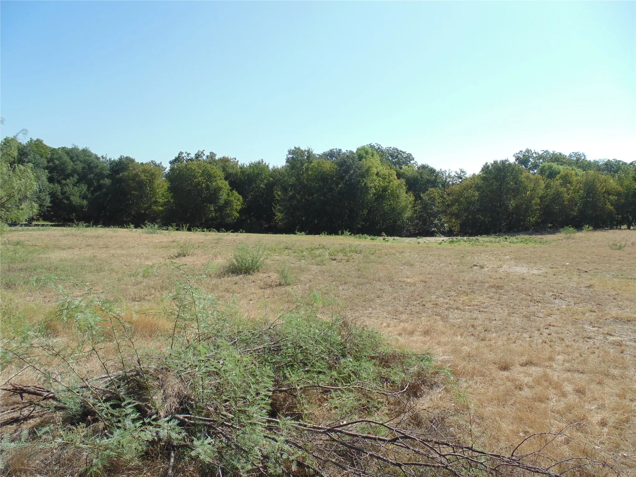 Open Field