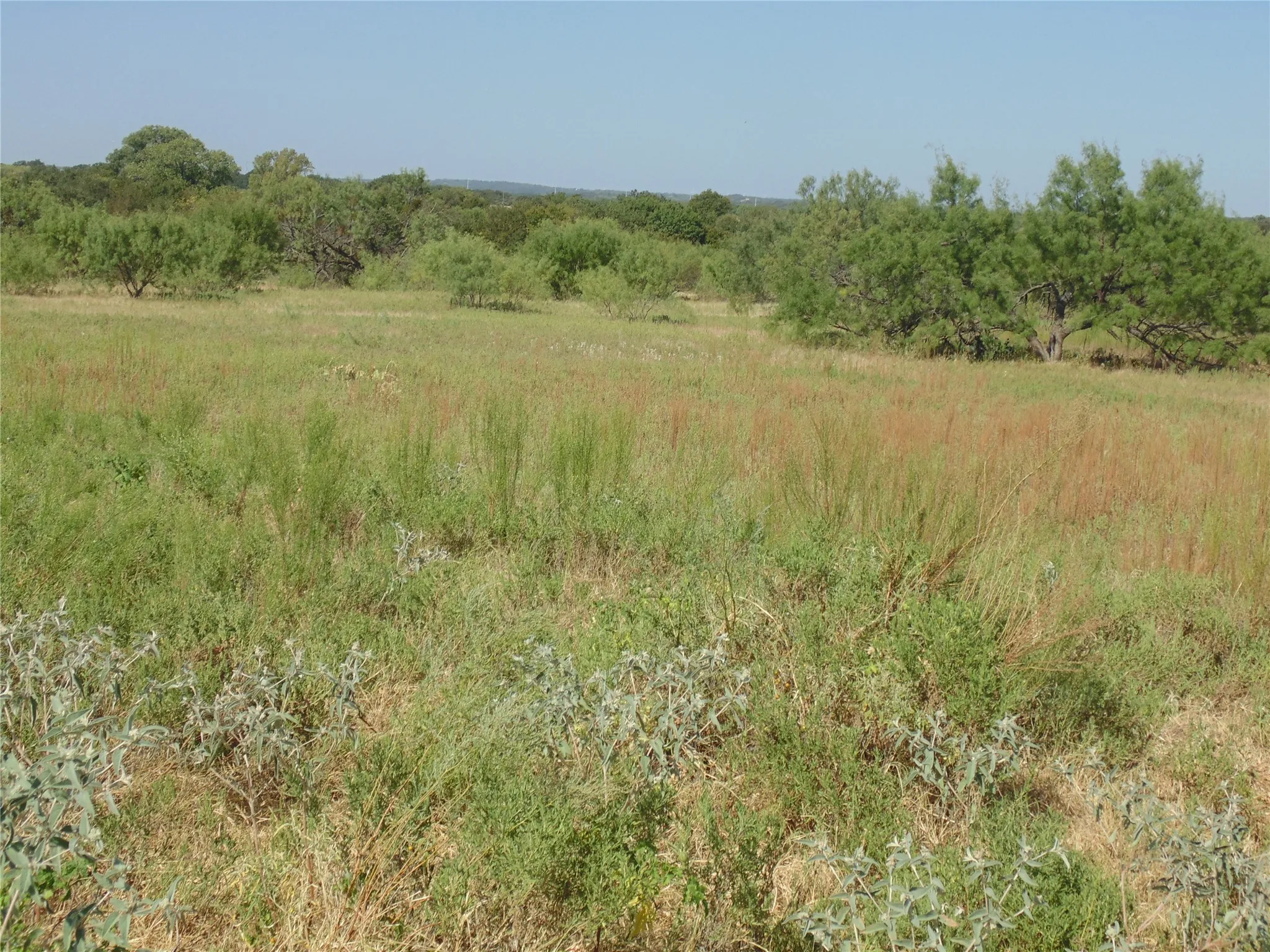 Open Field