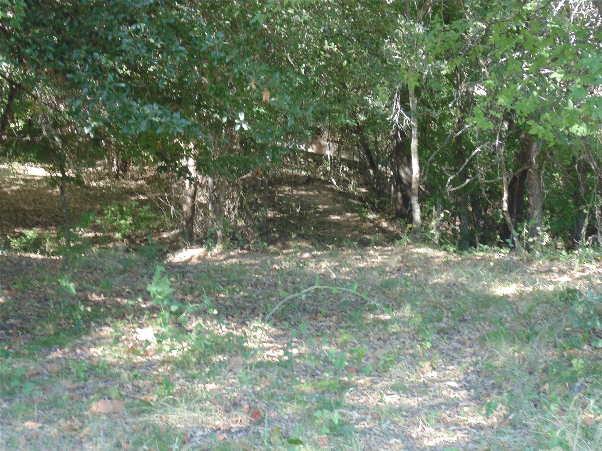 Tree Cover