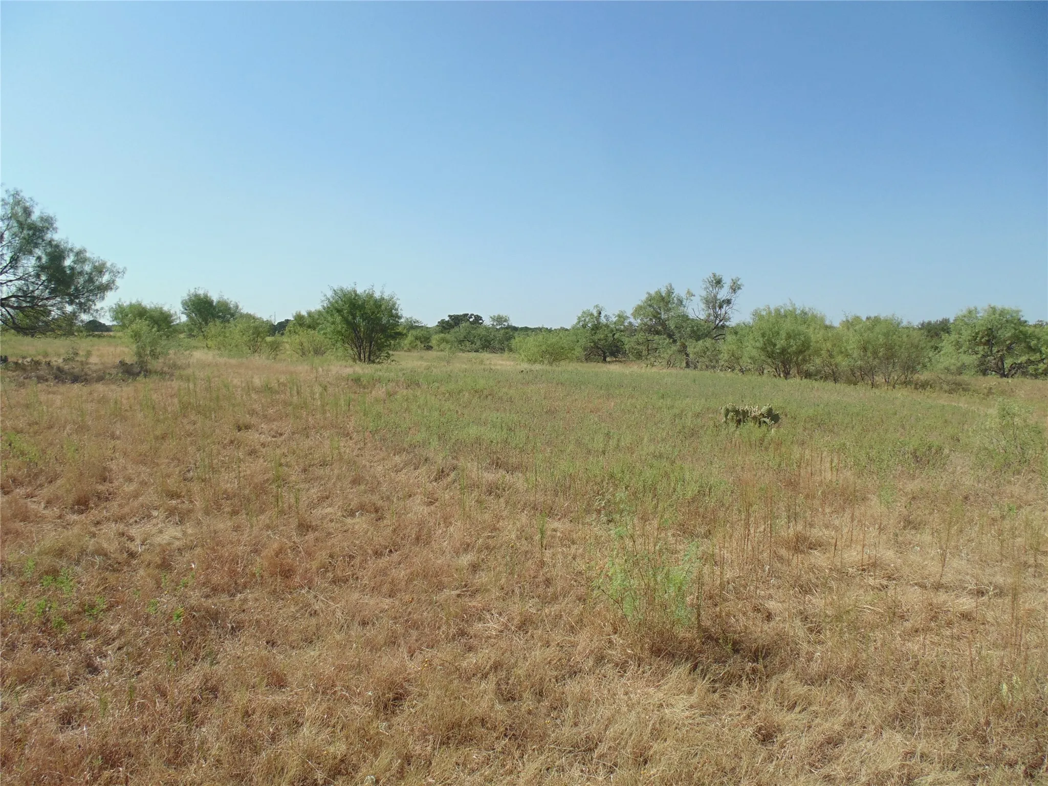 Open Field