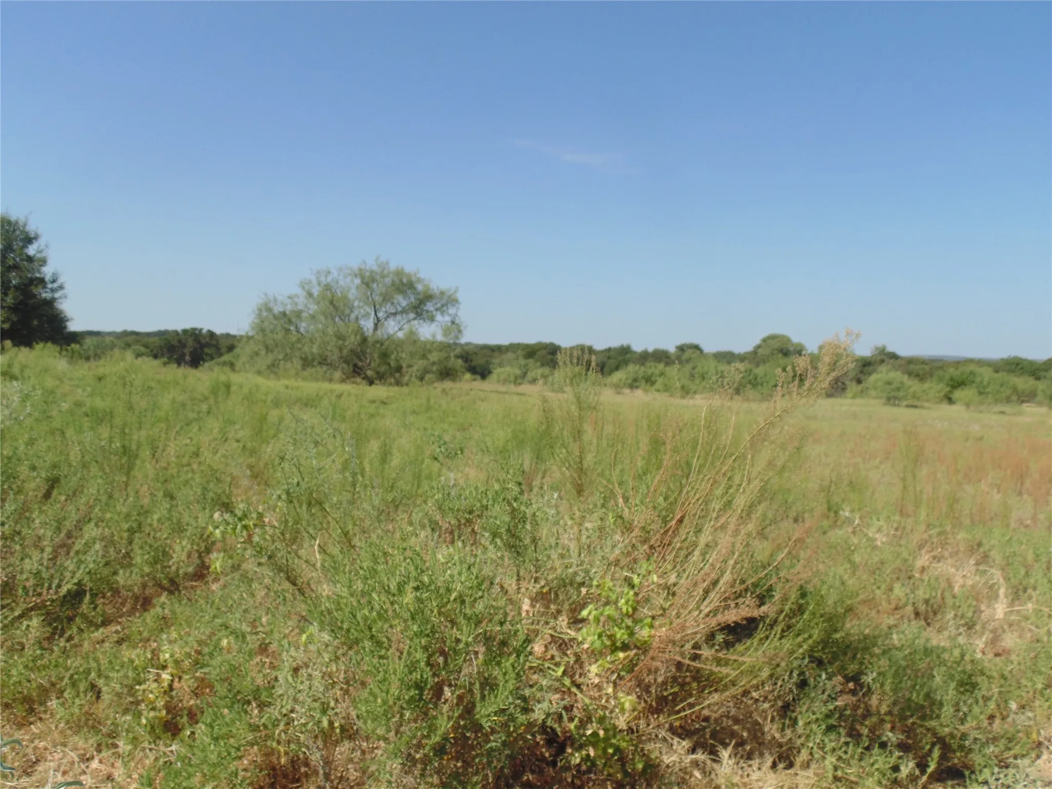 Open Field