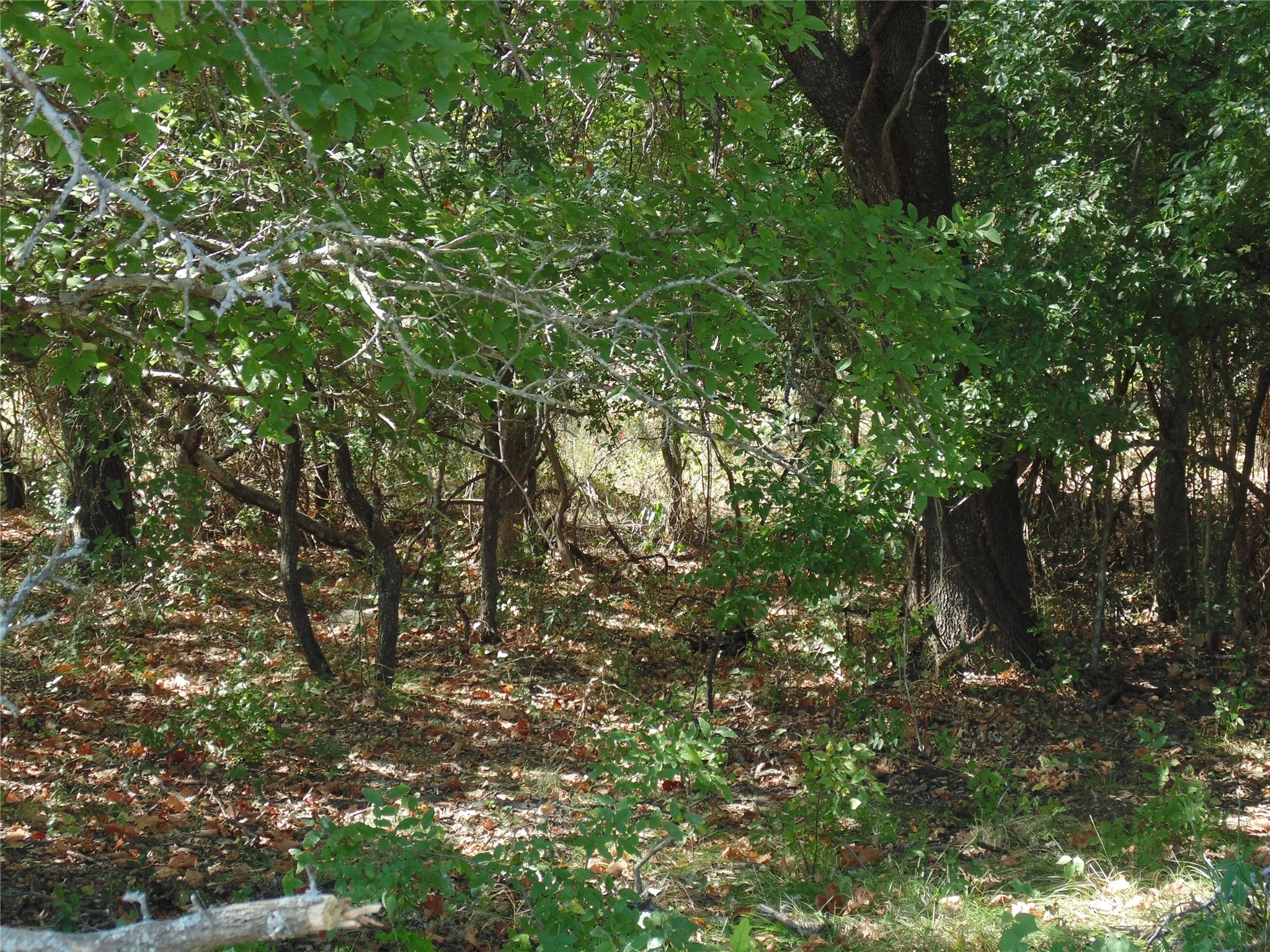 Tree Cover