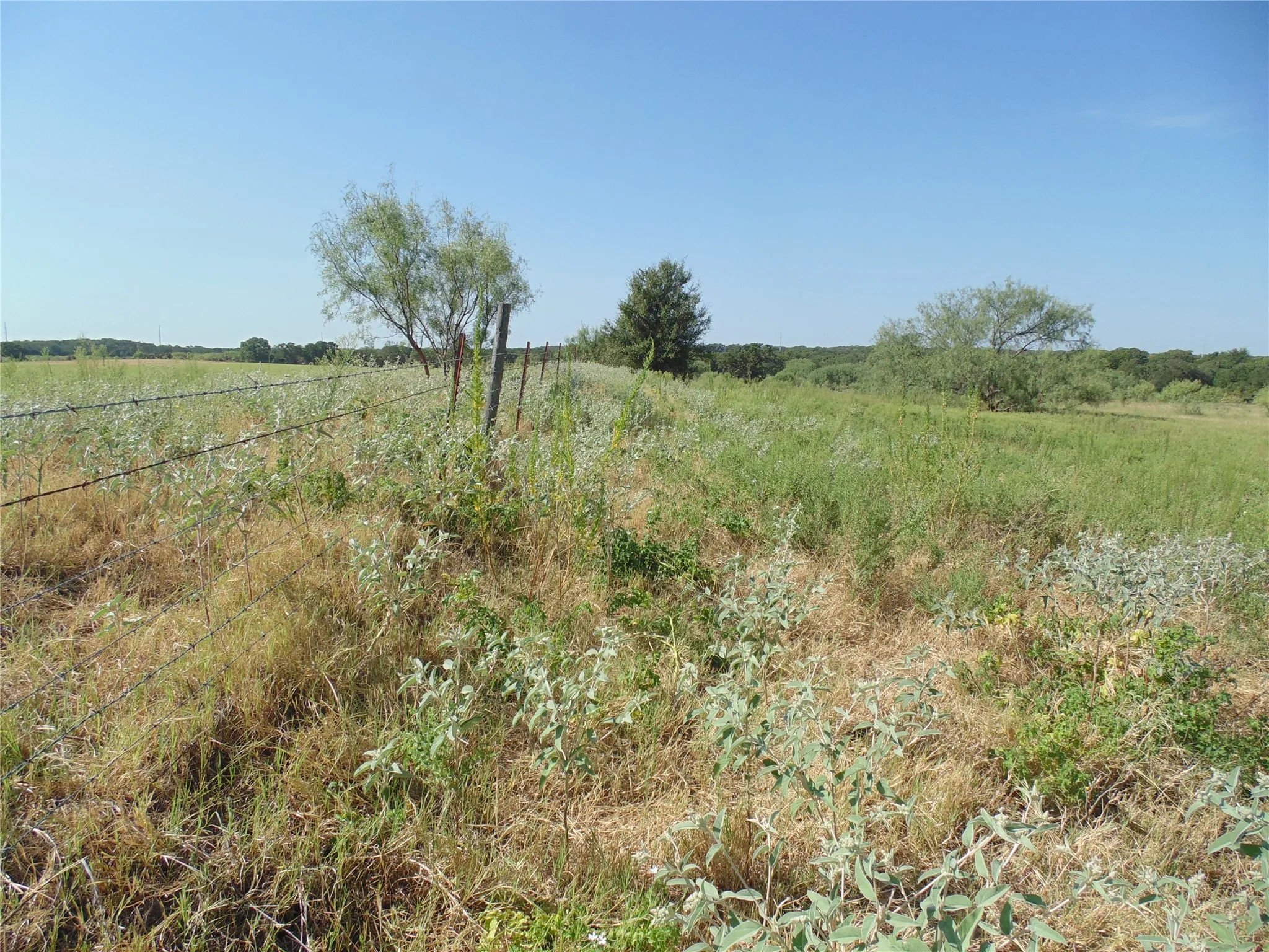 Open Field