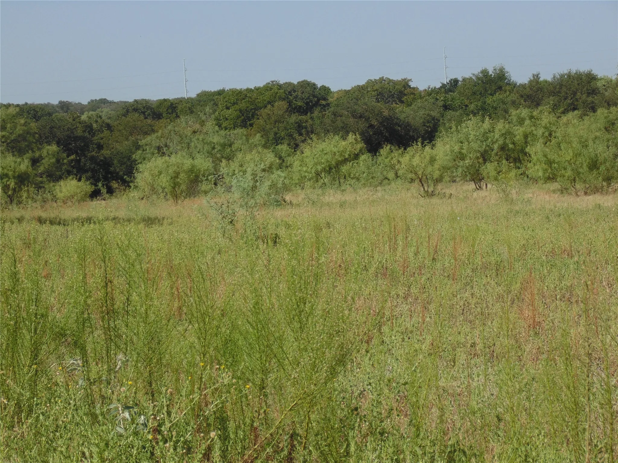 Open Field