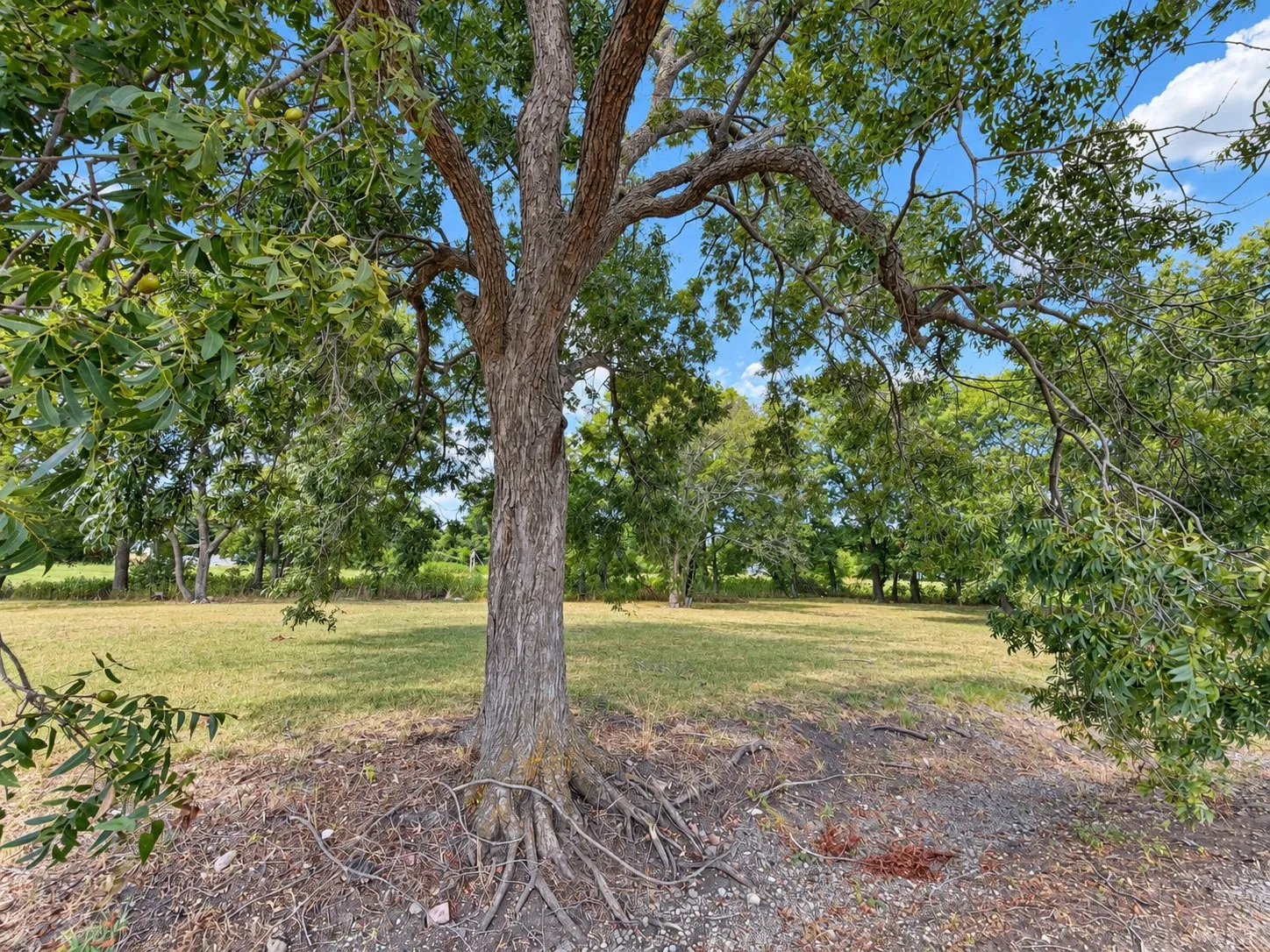Unimproved Land For Sale in Fannin County , 82 10th Street, Honey Grove, Texas 75446, 0, 0, Garage spaces, 0 Sqft, built in 0, mls#21382433, Real Estate Agent in Honey Grove, Homes For Sale in Fannin county, Homes For Sale in Honey Grove, Realtor in Honey Grove Texas, Real Estate Brokerage Independent Realty Texas, Luminita Cordes Realtor