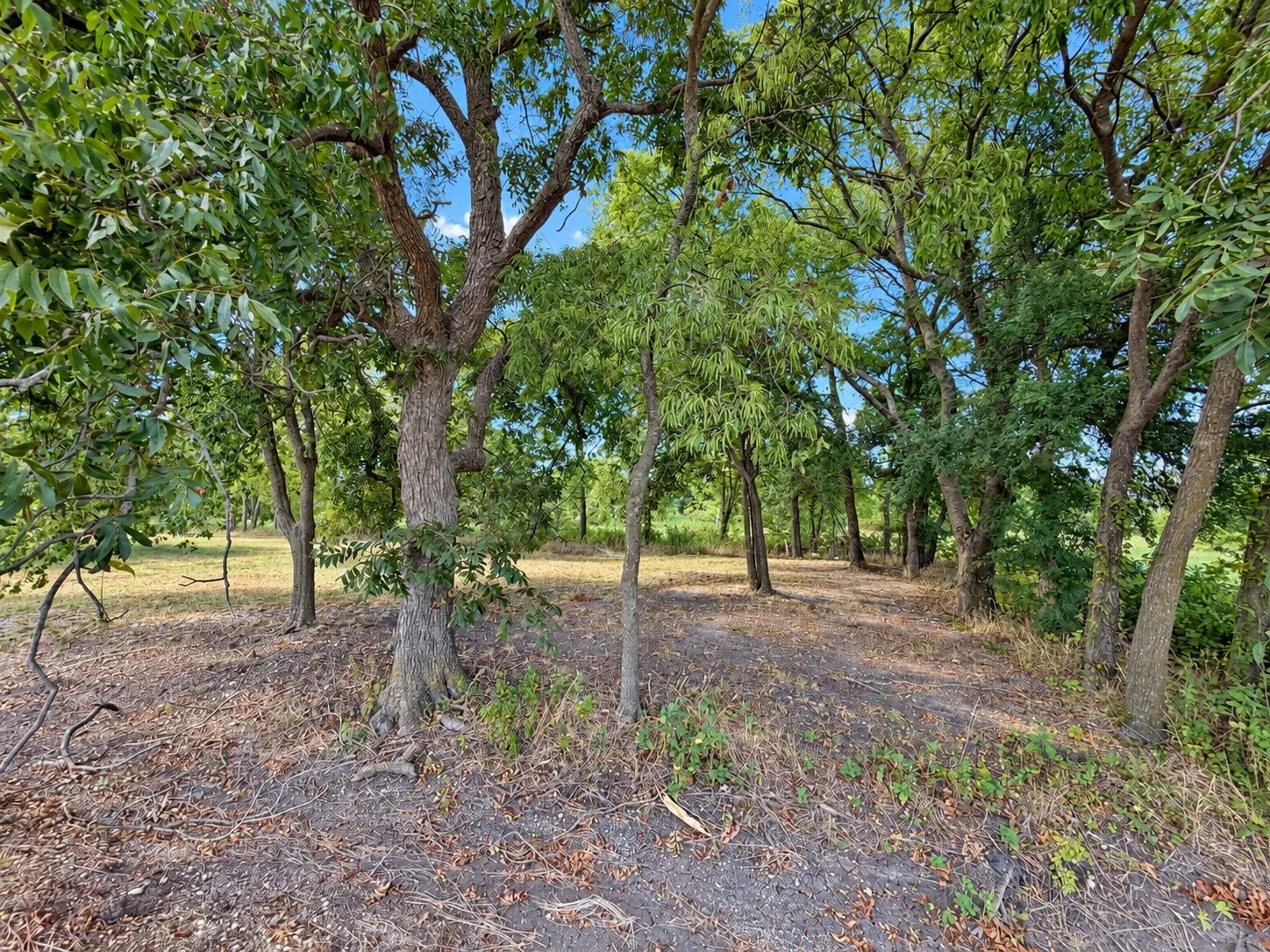 Unimproved Land For Sale in Fannin County , 82 10th Street, Honey Grove, Texas 75446, 0, 0, Garage spaces, 0 Sqft, built in 0, mls#21382433, Real Estate Agent in Honey Grove, Homes For Sale in Fannin county, Homes For Sale in Honey Grove, Realtor in Honey Grove Texas, Real Estate Brokerage Independent Realty Texas, Luminita Cordes Realtor