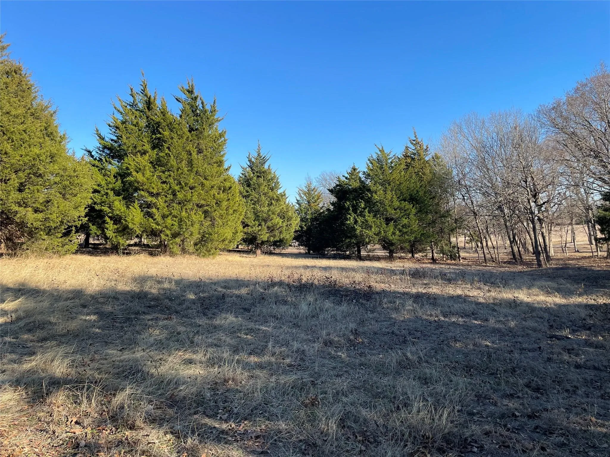 Expansive open field with scattered mature evergreen trees and deciduous trees