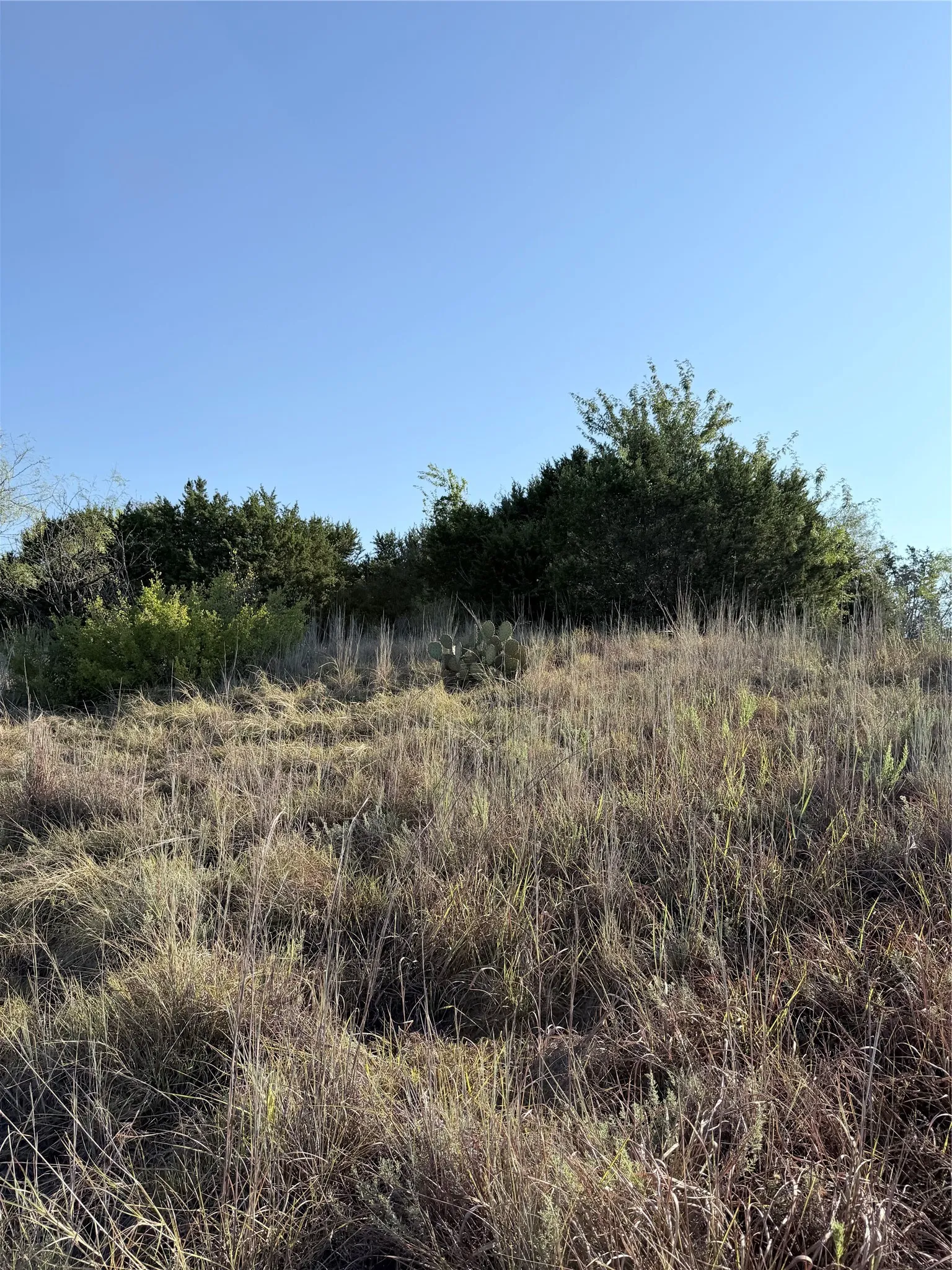 Expansive undeveloped land featuring natural vegetation and clear skies