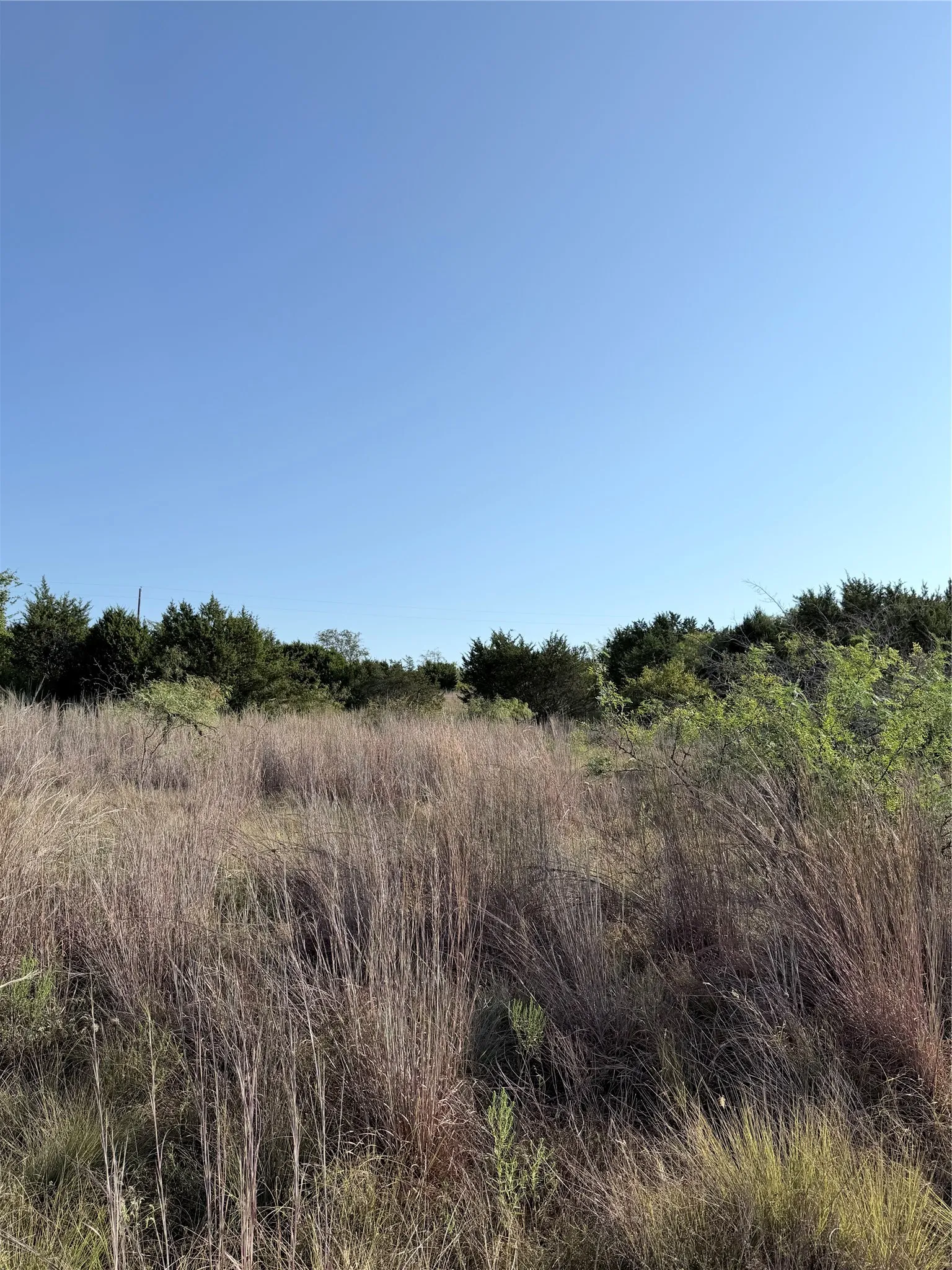 Expansive open field with natural grasses and distant mature trees