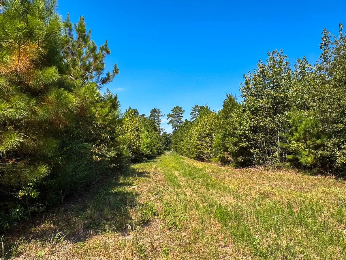 Unimproved Land For Sale in Walker County , 1 Johnson Road, Huntsville, Texas 77320, 0, 0, Garage spaces, 0 Sqft, built in 0, mls#21383042, Real Estate Agent in Huntsville, Homes For Sale in Walker county, Homes For Sale in Huntsville, Realtor in Huntsville Texas, Real Estate Brokerage Independent Realty Texas, Luminita Cordes Realtor