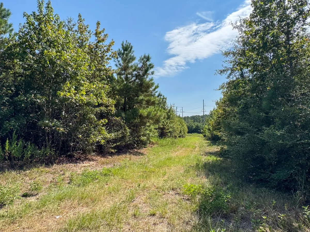Unimproved Land For Sale in Walker County , 1 Johnson Road, Huntsville, Texas 77320, 0, 0, Garage spaces, 0 Sqft, built in 0, mls#21383042, Real Estate Agent in Huntsville, Homes For Sale in Walker county, Homes For Sale in Huntsville, Realtor in Huntsville Texas, Real Estate Brokerage Independent Realty Texas, Luminita Cordes Realtor