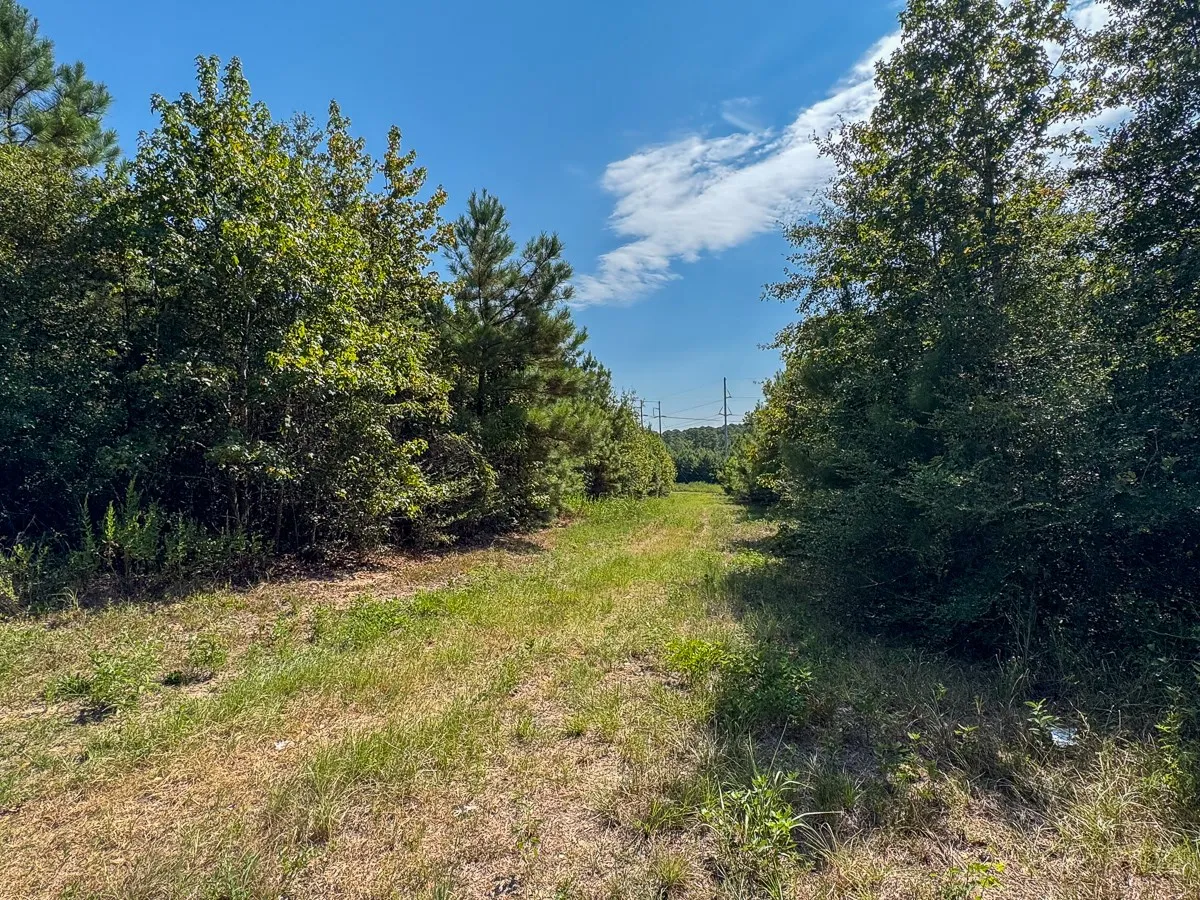 Unimproved Land For Sale in Walker County , 1 Johnson Road, Huntsville, Texas 77320, 0, 0, Garage spaces, 0 Sqft, built in 0, mls#21383042, Real Estate Agent in Huntsville, Homes For Sale in Walker county, Homes For Sale in Huntsville, Realtor in Huntsville Texas, Real Estate Brokerage Independent Realty Texas, Luminita Cordes Realtor