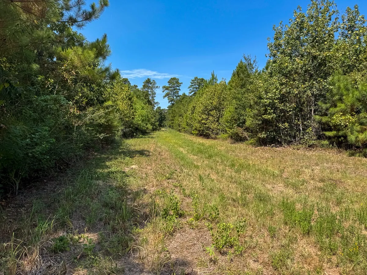 Unimproved Land For Sale in Walker County , 1 Johnson Road, Huntsville, Texas 77320, 0, 0, Garage spaces, 0 Sqft, built in 0, mls#21383042, Real Estate Agent in Huntsville, Homes For Sale in Walker county, Homes For Sale in Huntsville, Realtor in Huntsville Texas, Real Estate Brokerage Independent Realty Texas, Luminita Cordes Realtor