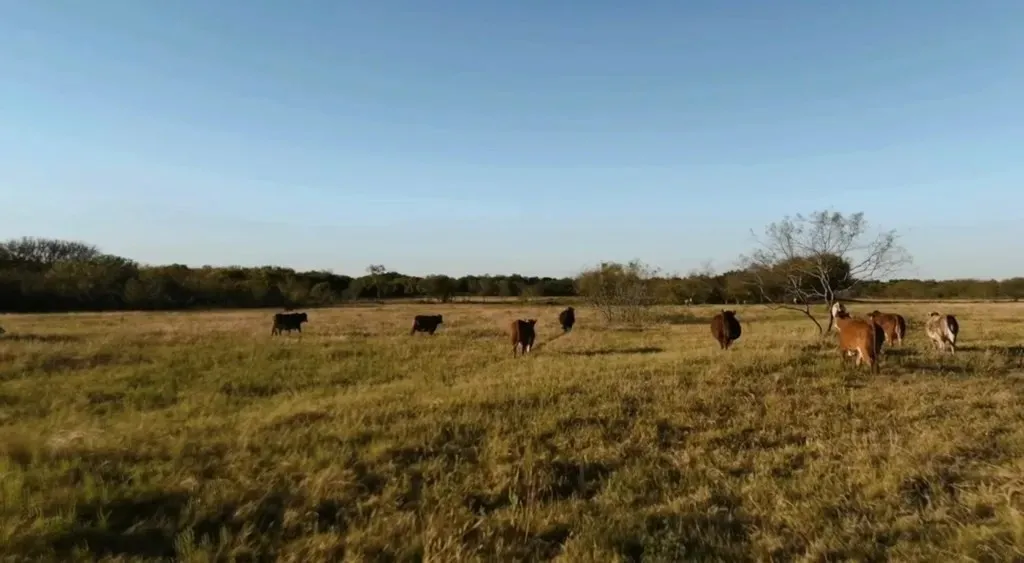 Farm For Sale in Ellis County , 1179 E FM 813, Palmer, Texas 75152, 3 Bedroom, 3 Bathroom, 1 Garage spaces, 2,988 Sqft, built in 2006, mls#21383071, Real Estate Agent in Palmer, Homes For Sale in Ellis county, Homes For Sale in Palmer, Realtor in Palmer Texas, Real Estate Brokerage Independent Realty Texas, Luminita Cordes Realtor