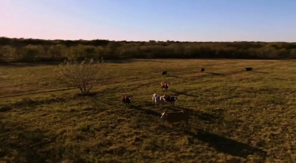 Farm For Sale in Ellis County , 1179 E FM 813, Palmer, Texas 75152, 3 Bedroom, 3 Bathroom, 1 Garage spaces, 2,988 Sqft, built in 2006, mls#21383071, Real Estate Agent in Palmer, Homes For Sale in Ellis county, Homes For Sale in Palmer, Realtor in Palmer Texas, Real Estate Brokerage Independent Realty Texas, Luminita Cordes Realtor